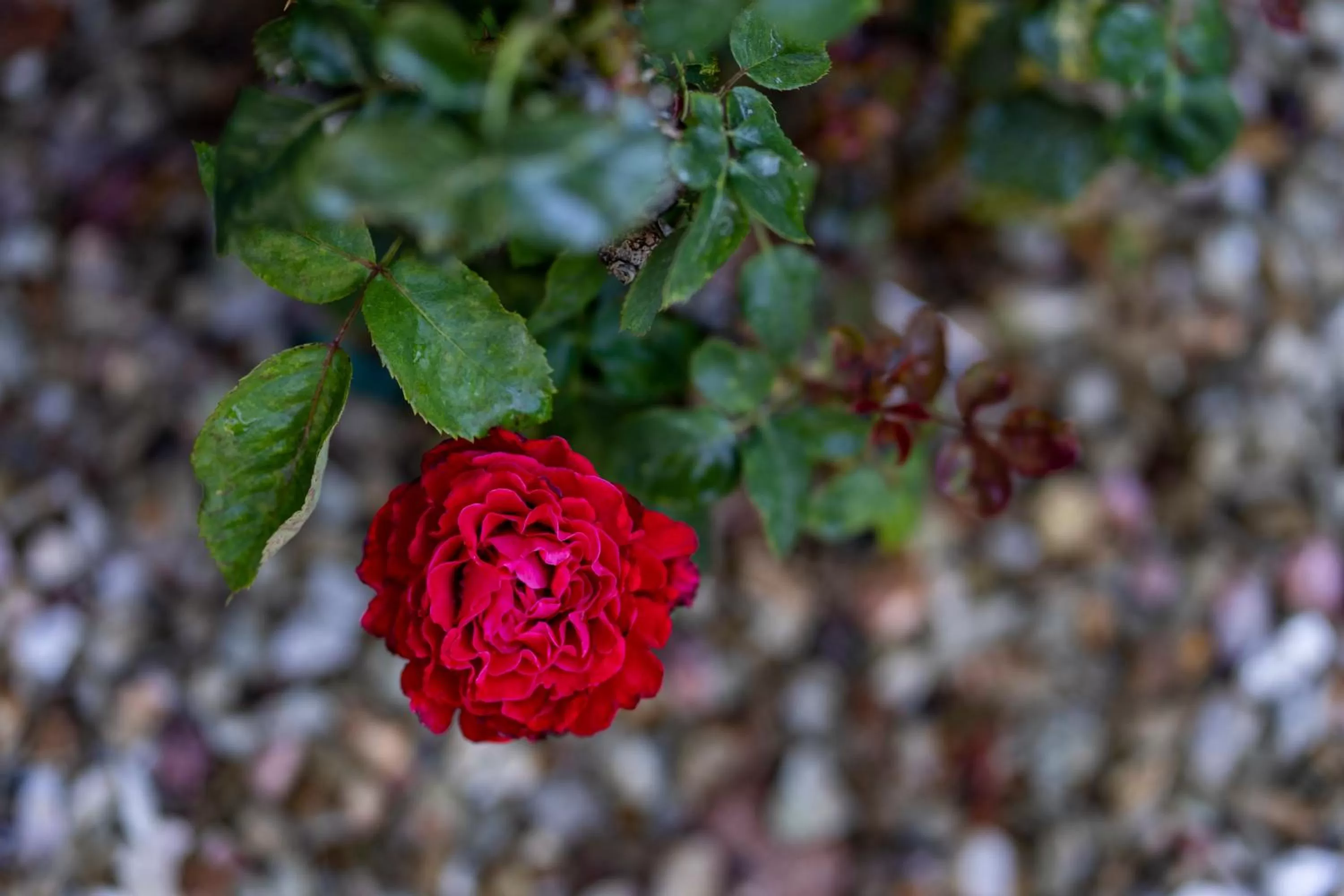 Garden in Forest Villas Hotel