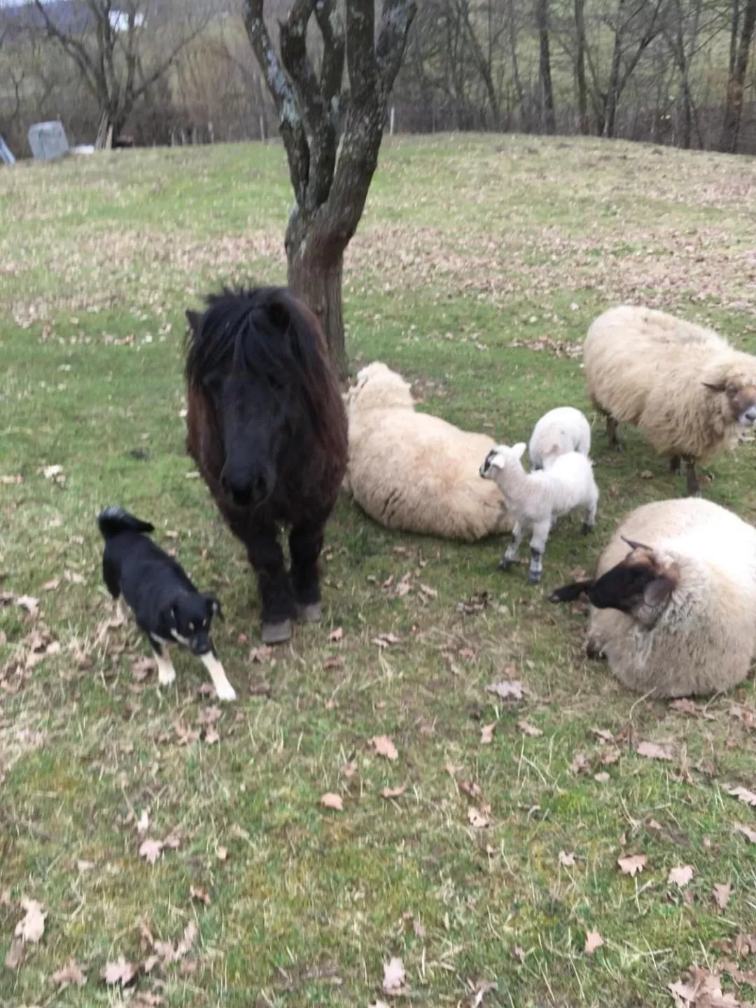 Day, Other Animals in Pensiunea SilvAnka