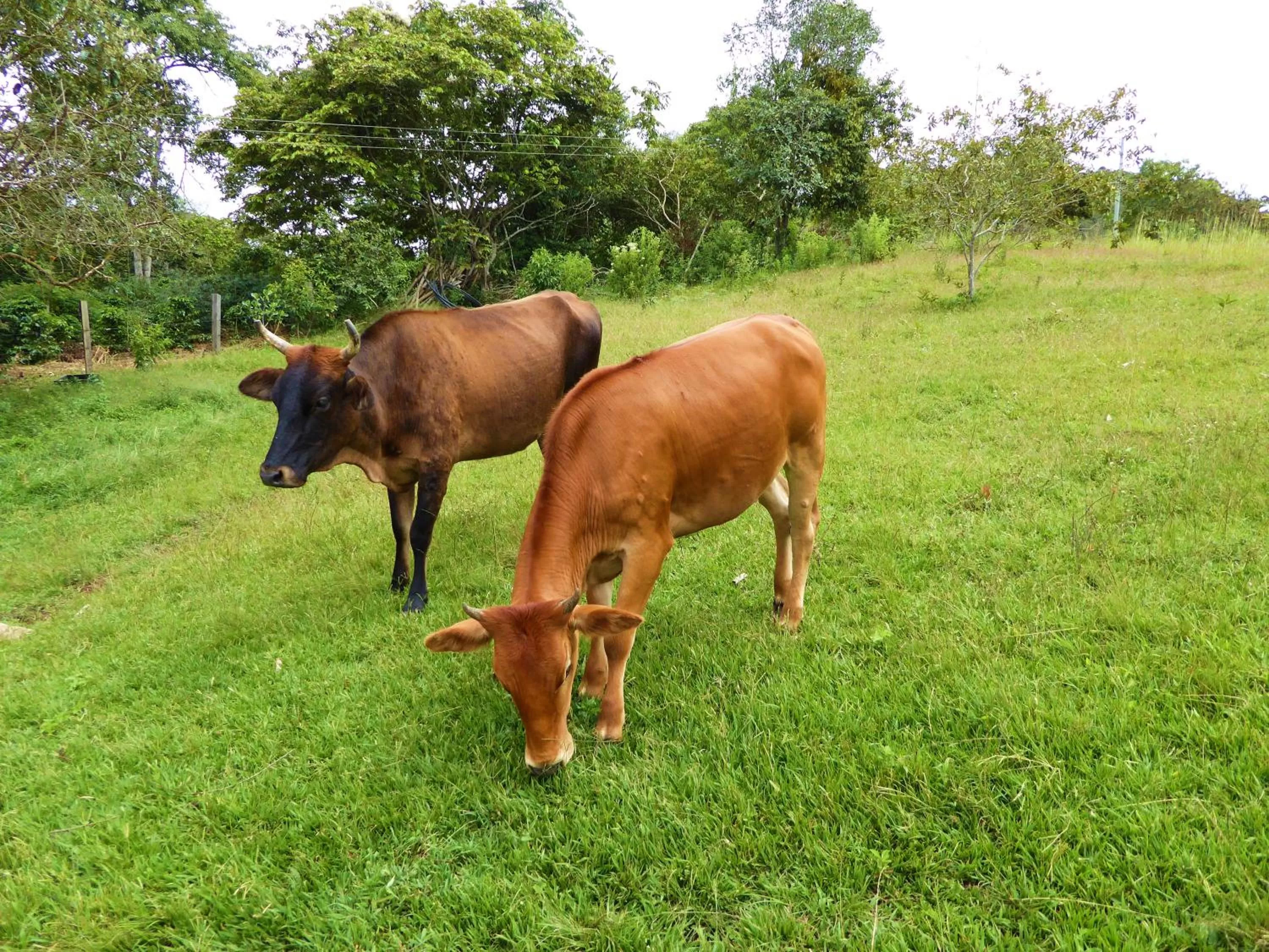 Pets in Finca El Cielo