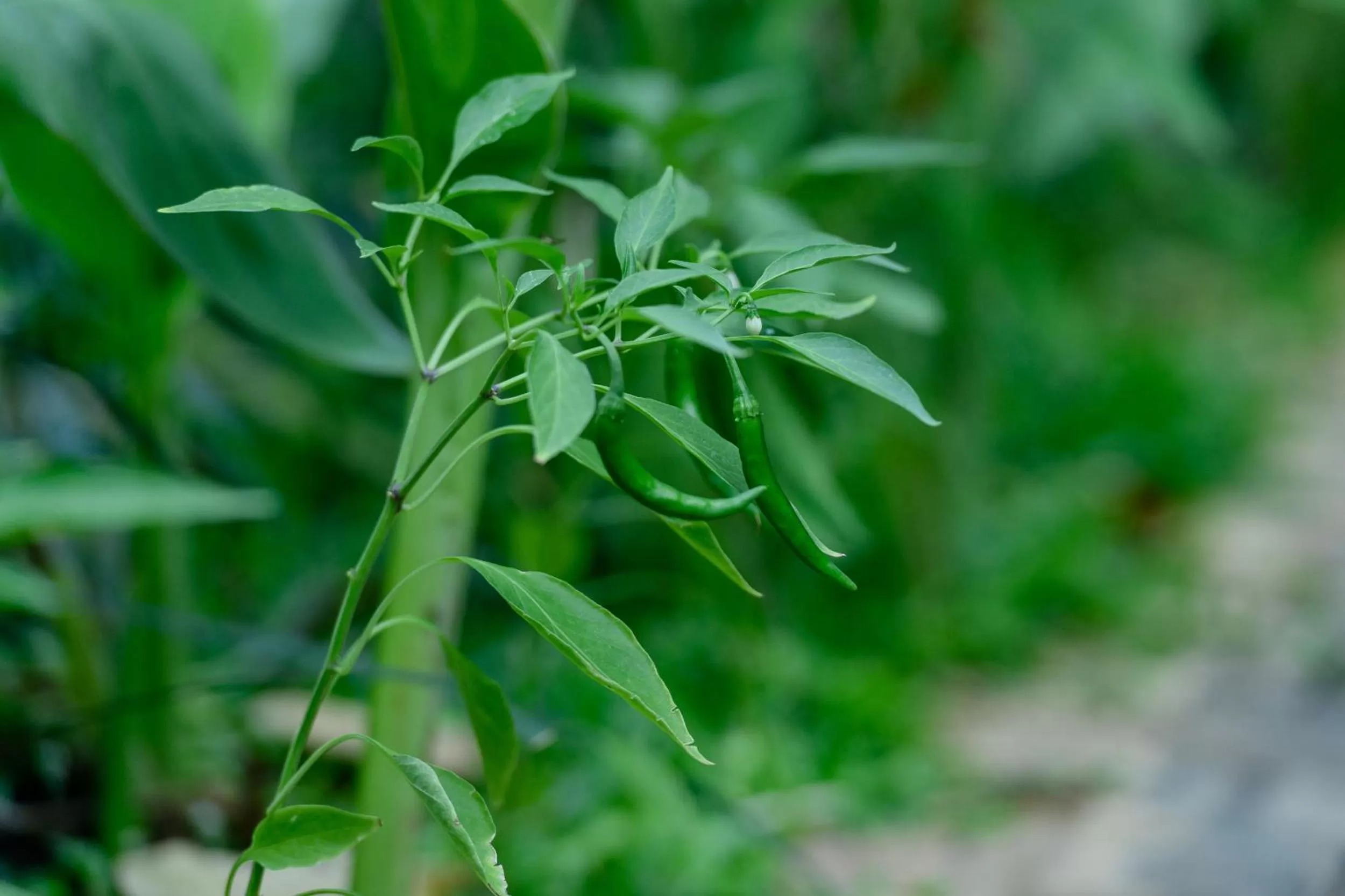 Aryana Boutique Hotel