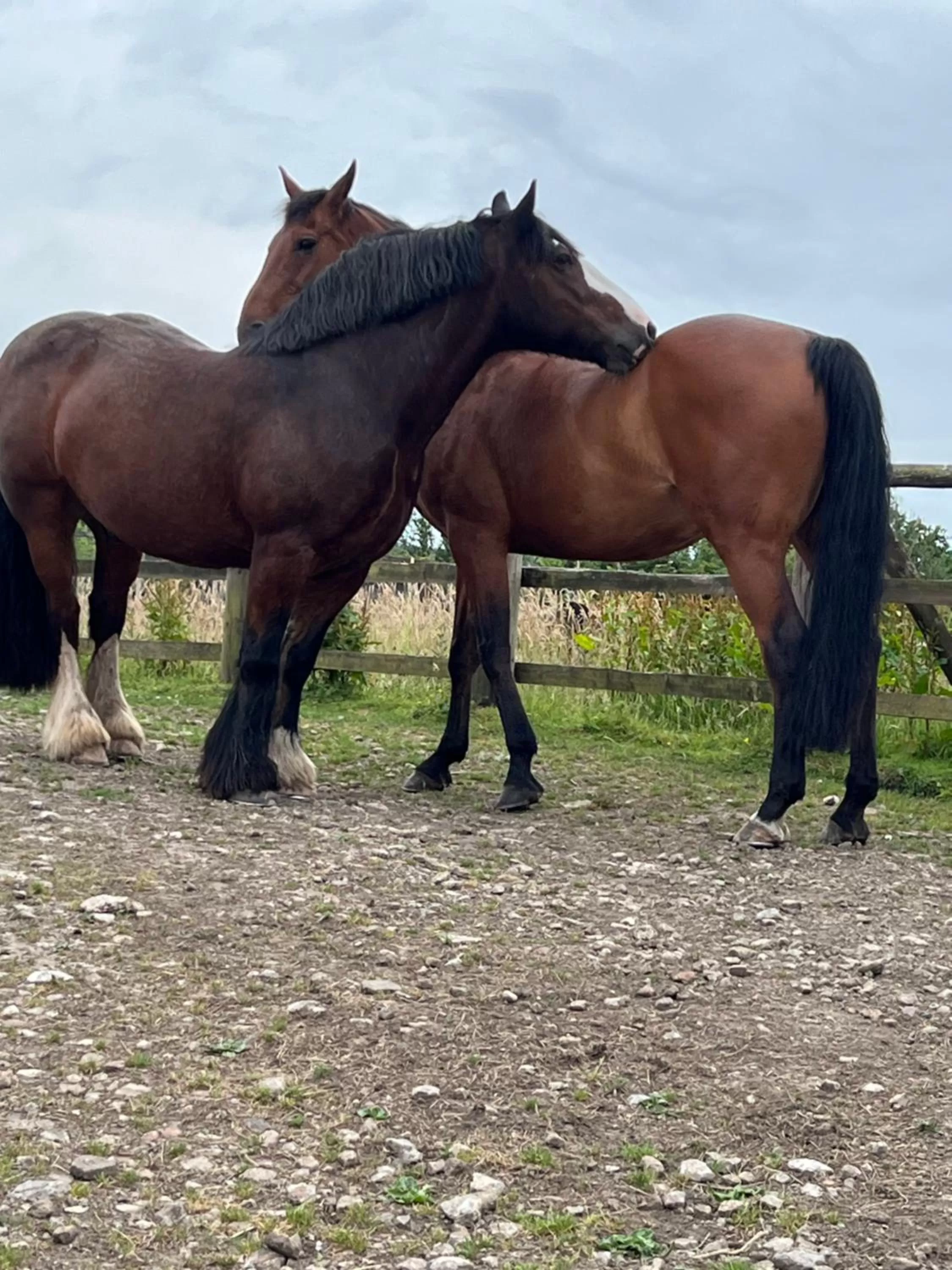 Pets, Other Animals in Beudy Bach