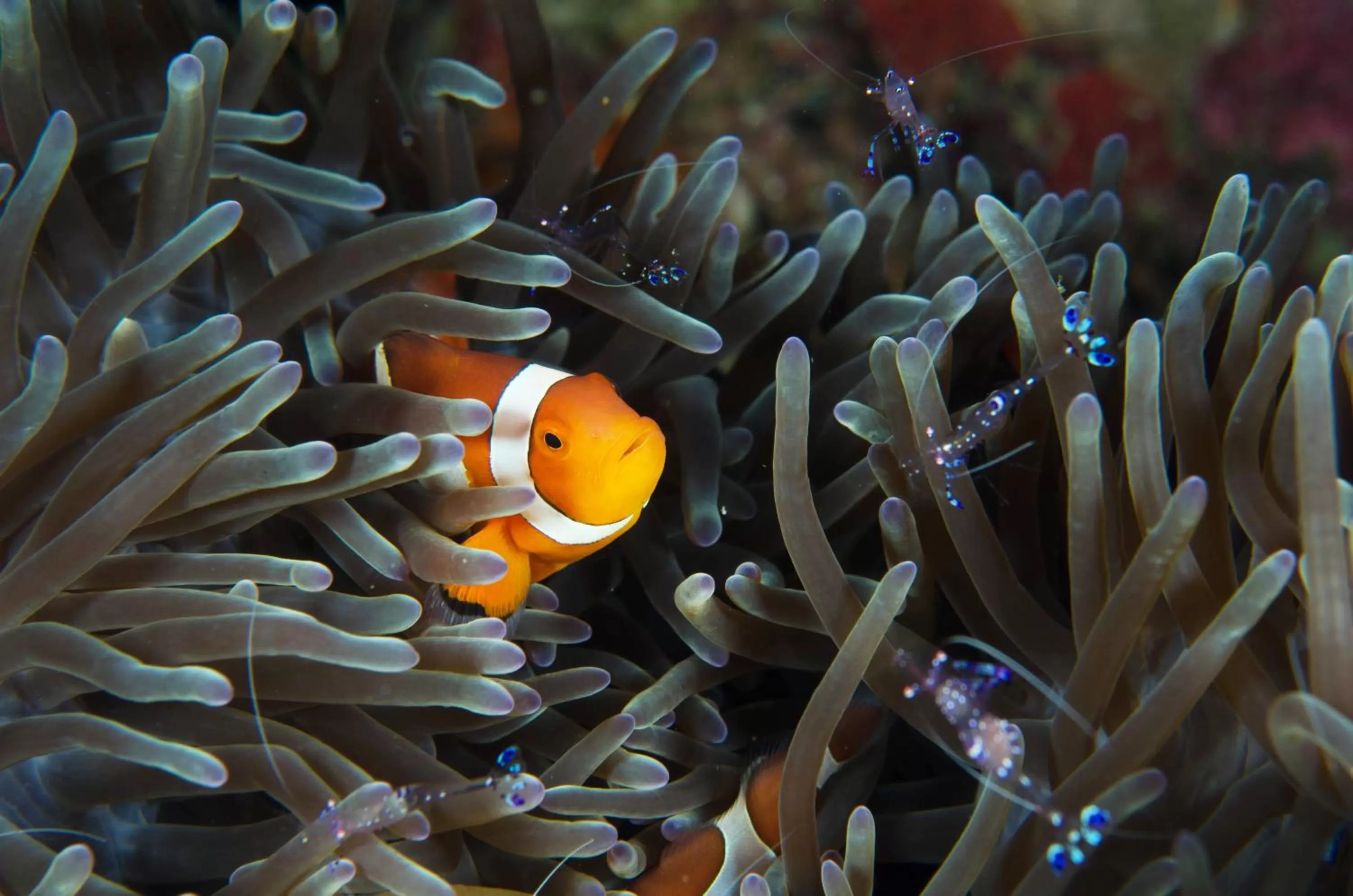 Diving in Turtle Bay Dive Resort