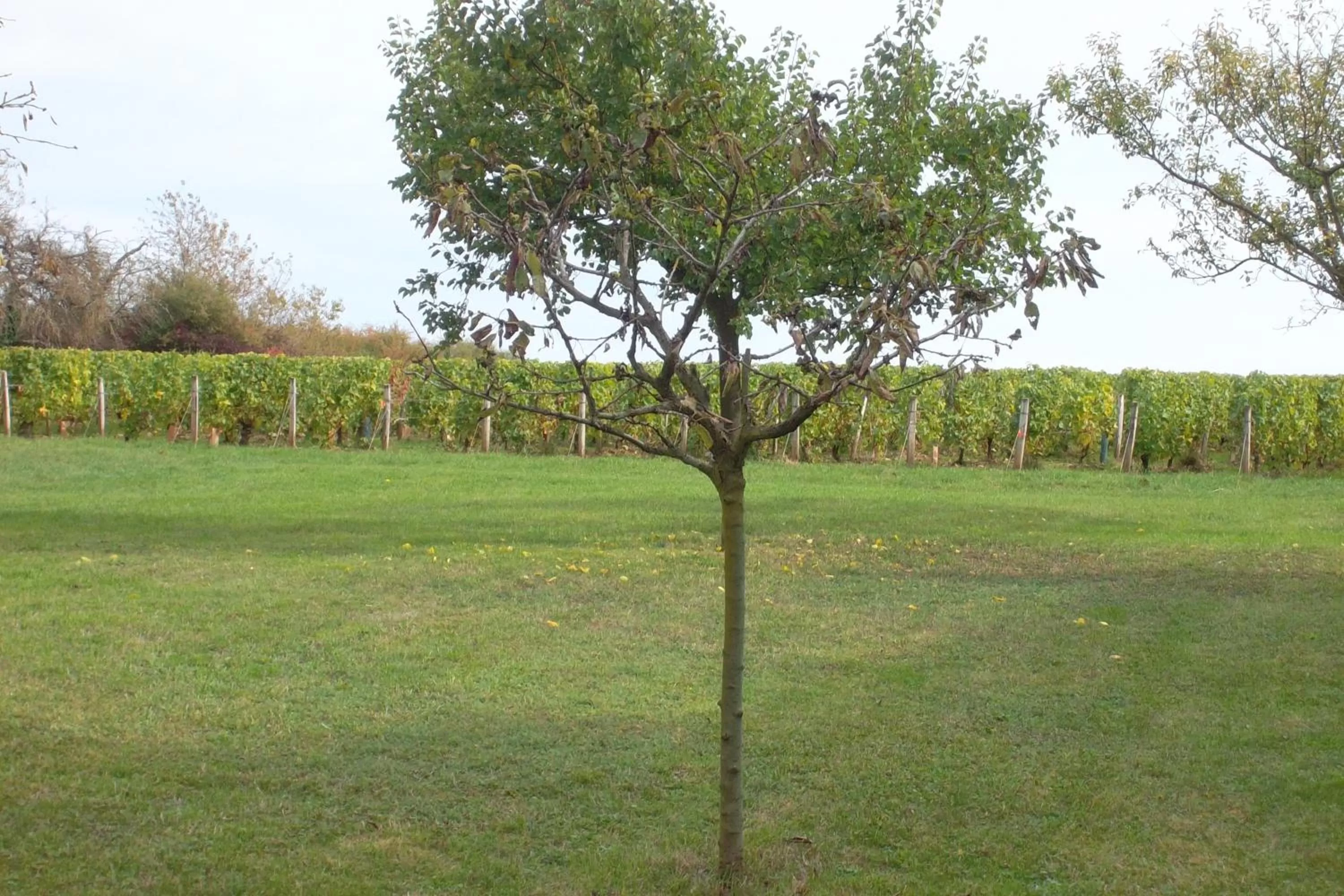 Property building in Armalou