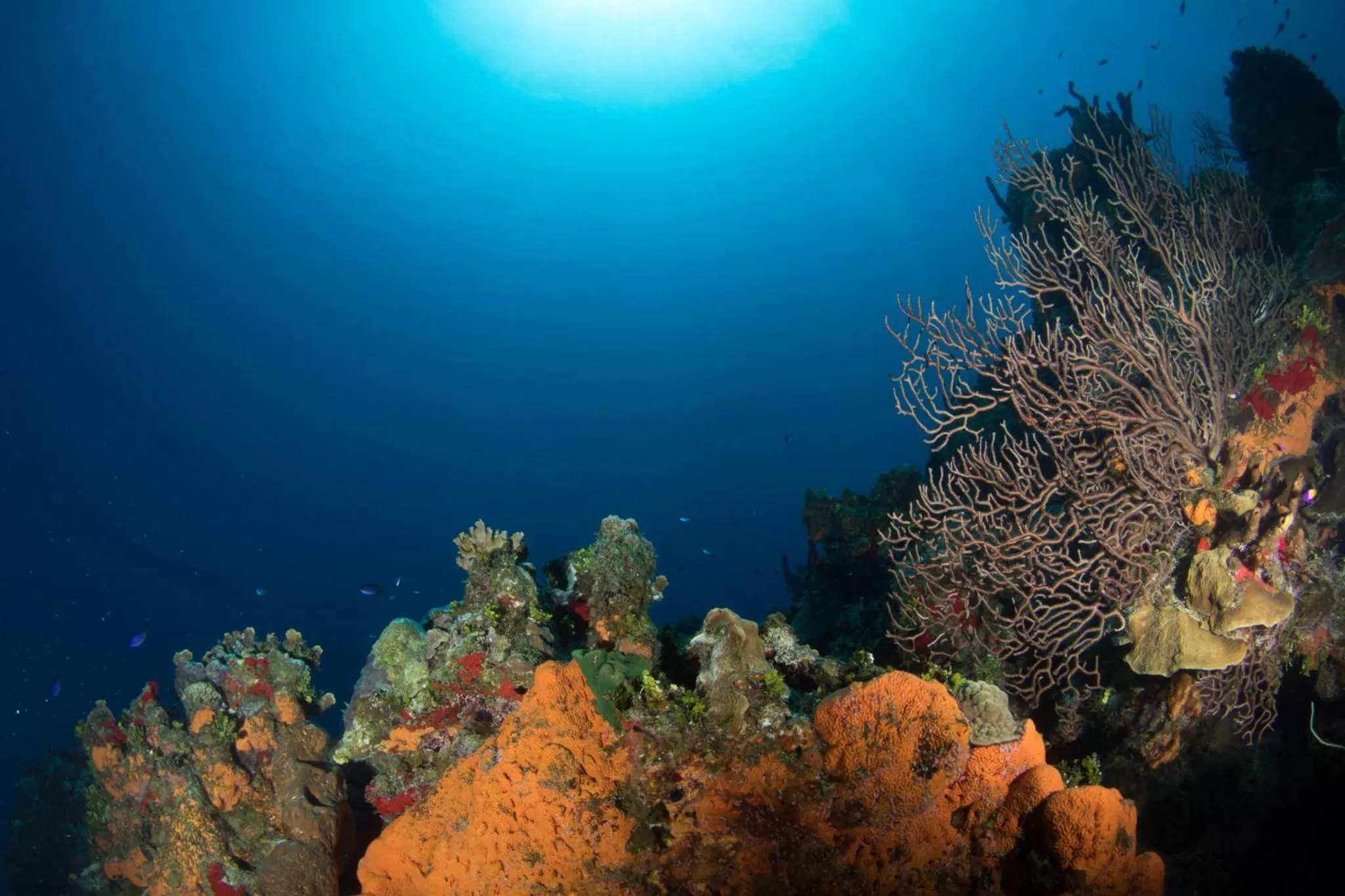 Area and facilities in Holiday Inn Resort Grand Cayman by IHG