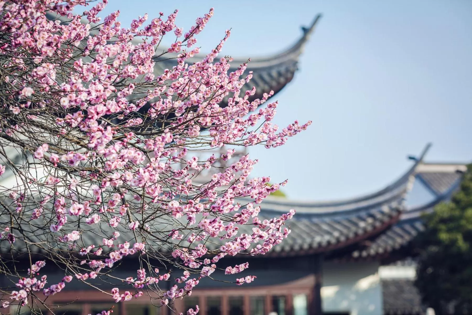 Garden view in Four Seasons Hotel Hangzhou at West Lake