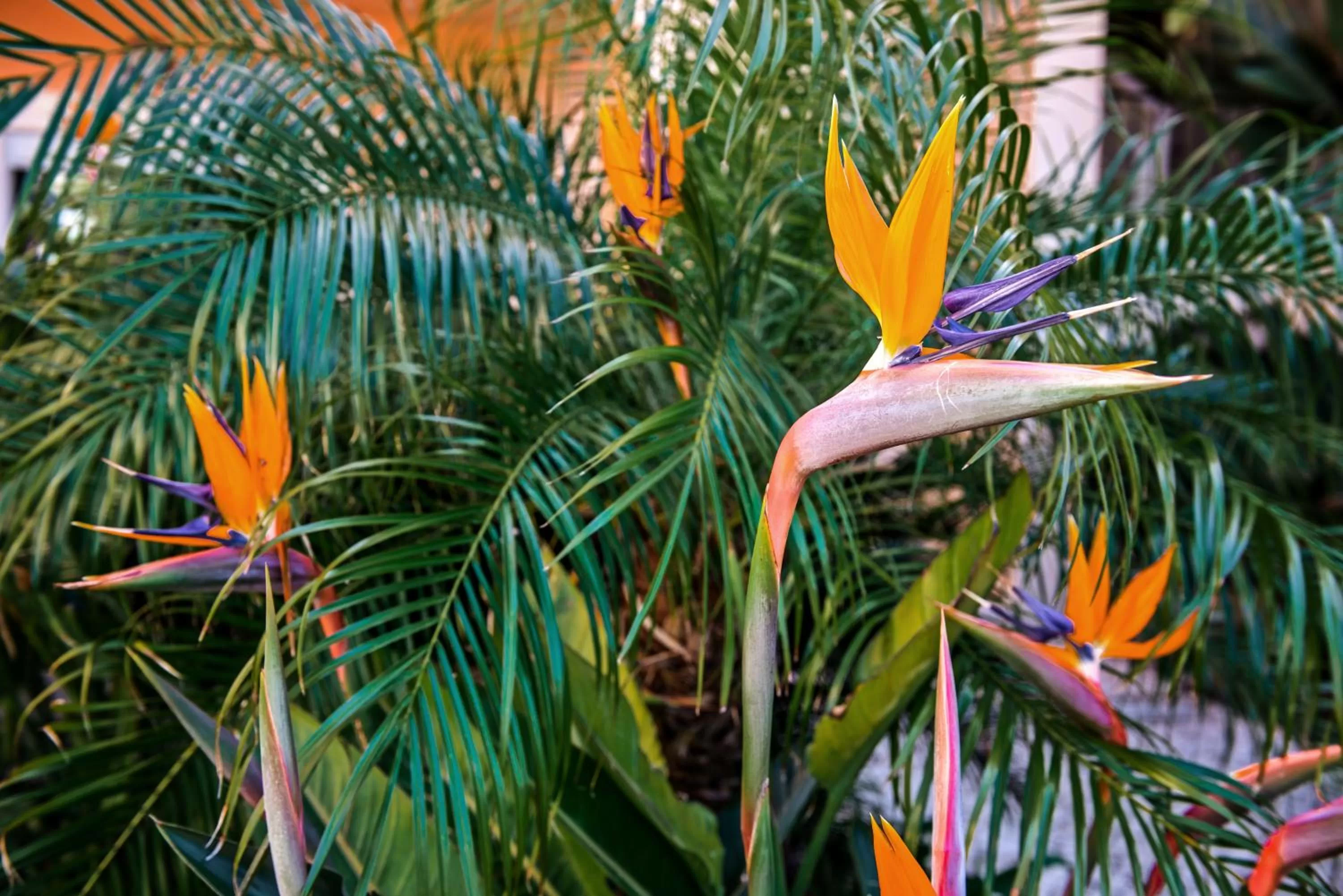 View (from property/room) in Estrela da Luz Resort