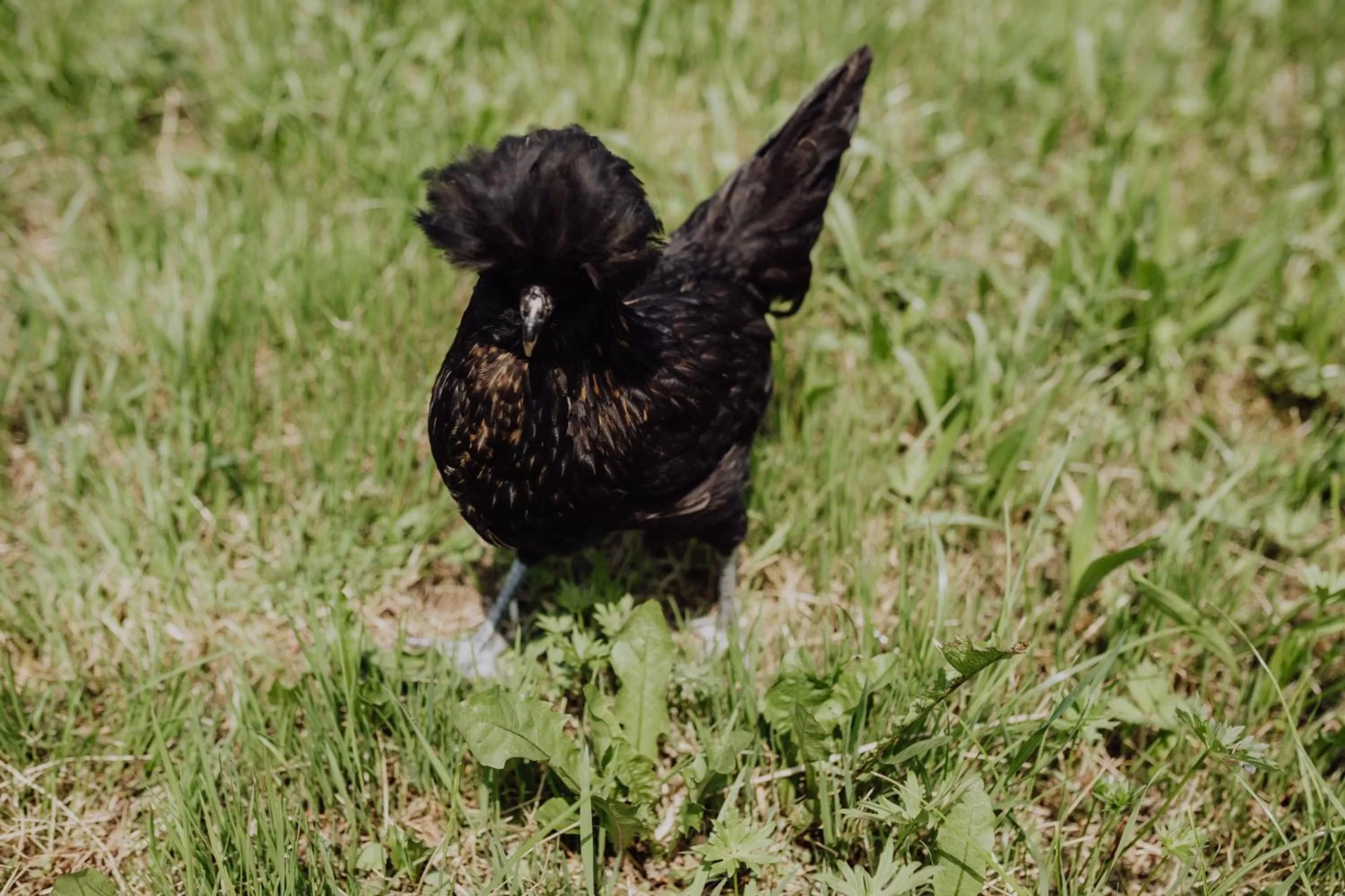 Animals in Panorama Hotel Gasthof Leidingerhof