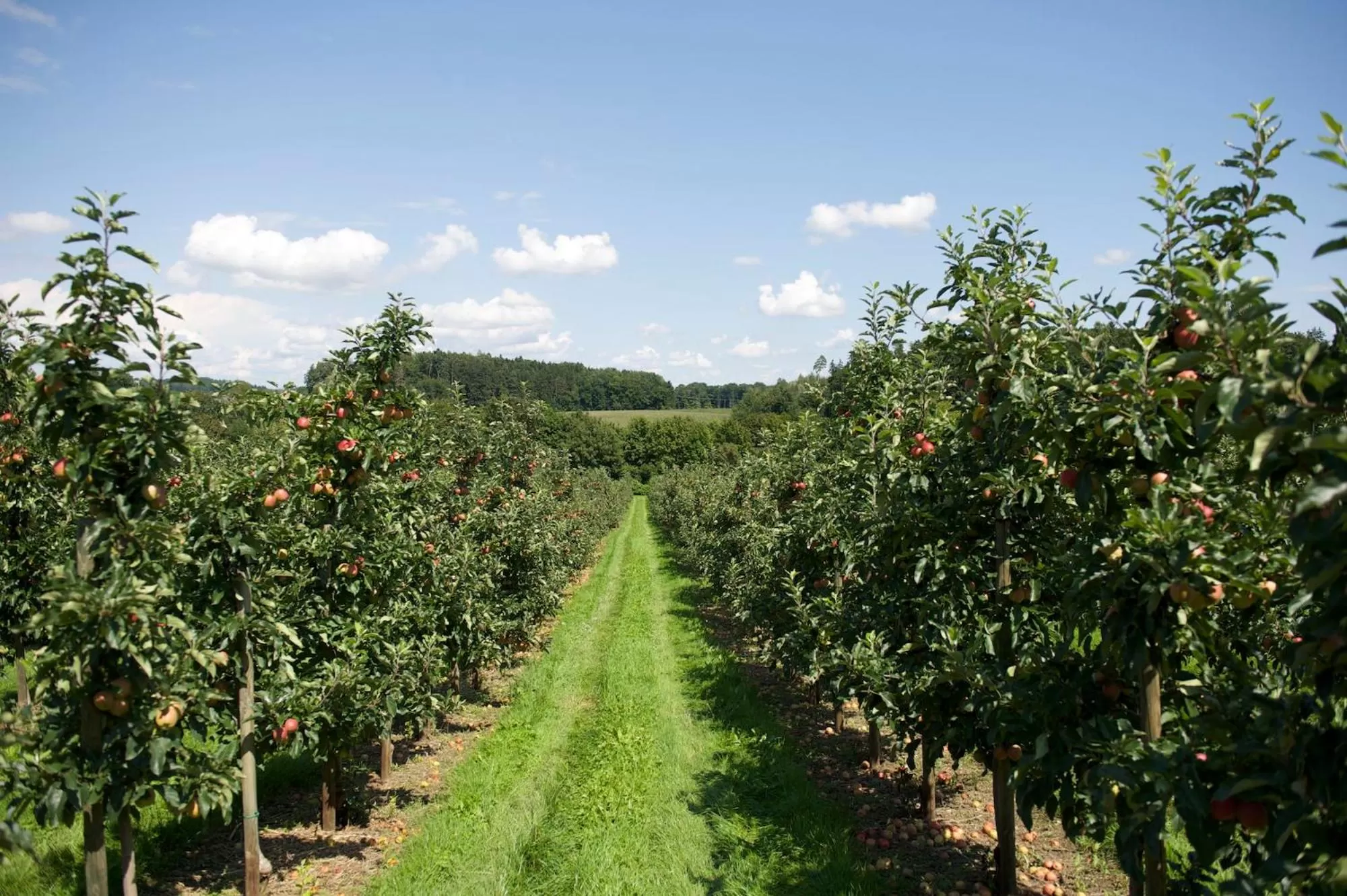 Natural landscape in Ringhotel Krone