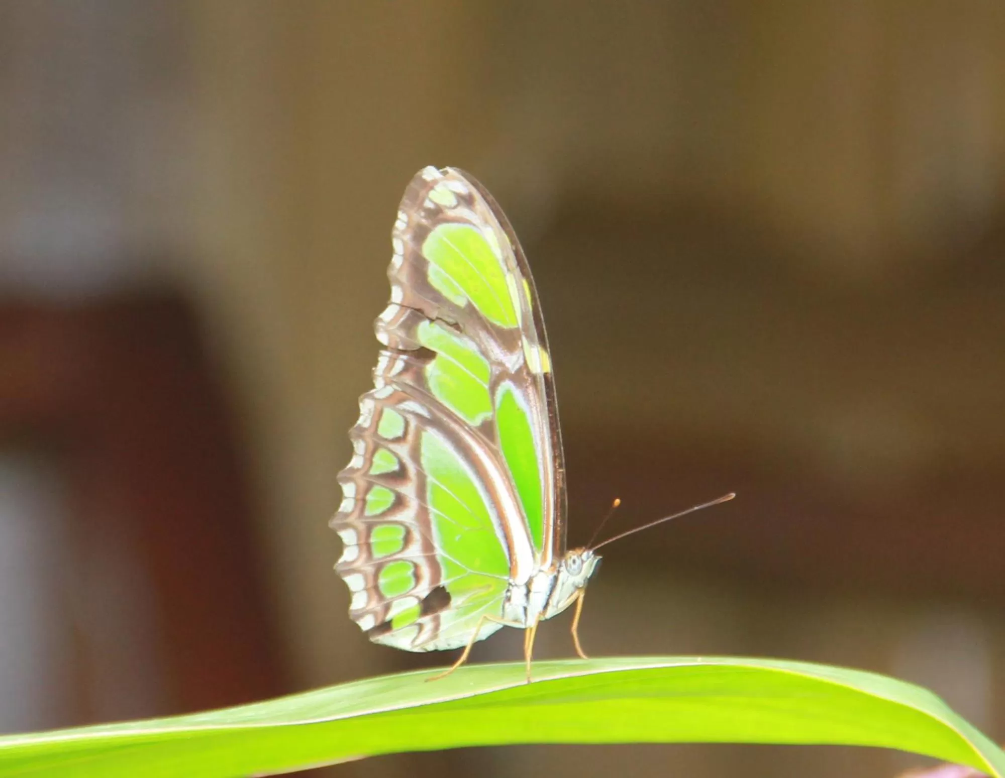 Animals in Sun Creek Lodge