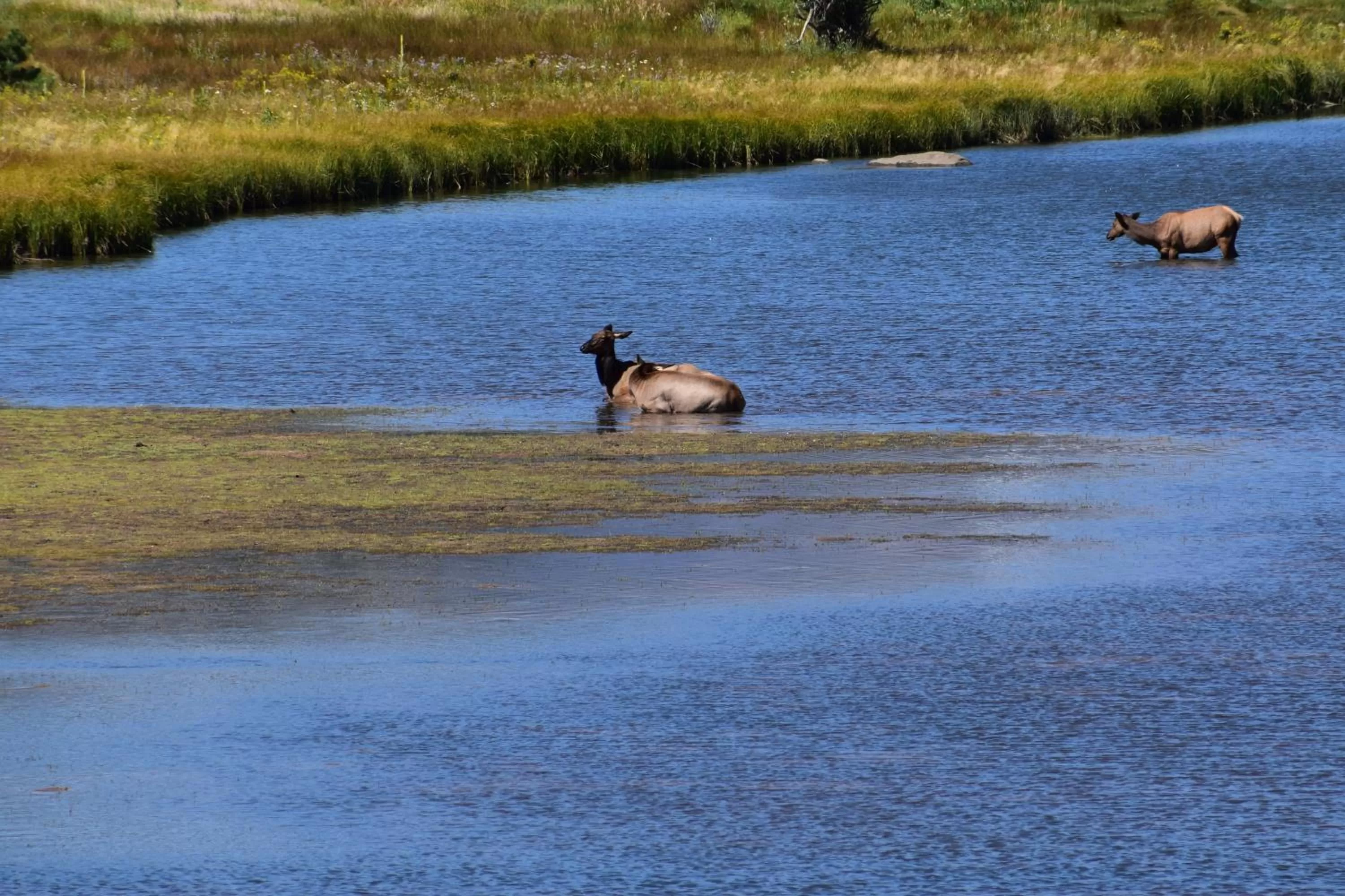 Other Animals in Estes Lake Lodge