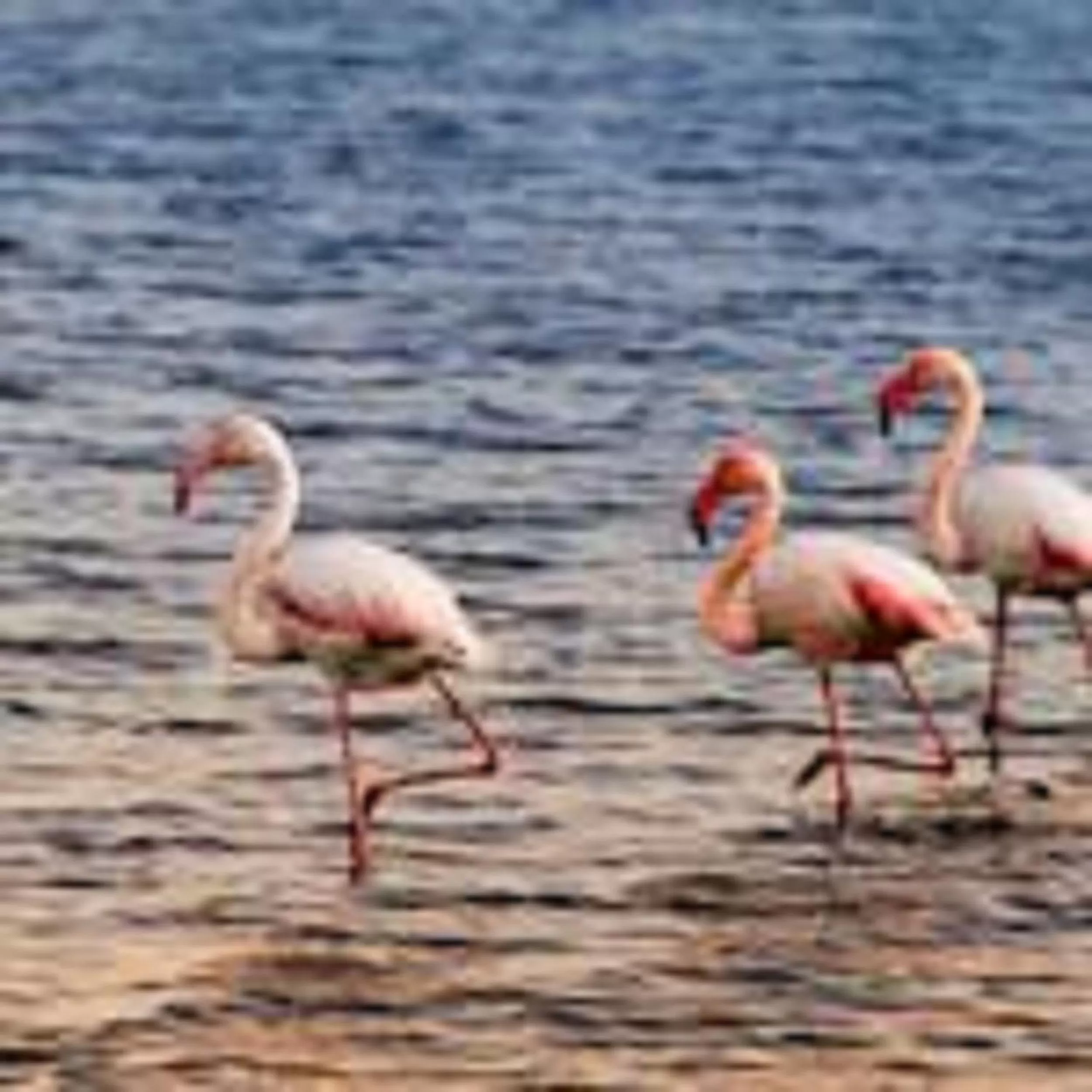 Other in Gentarrubia