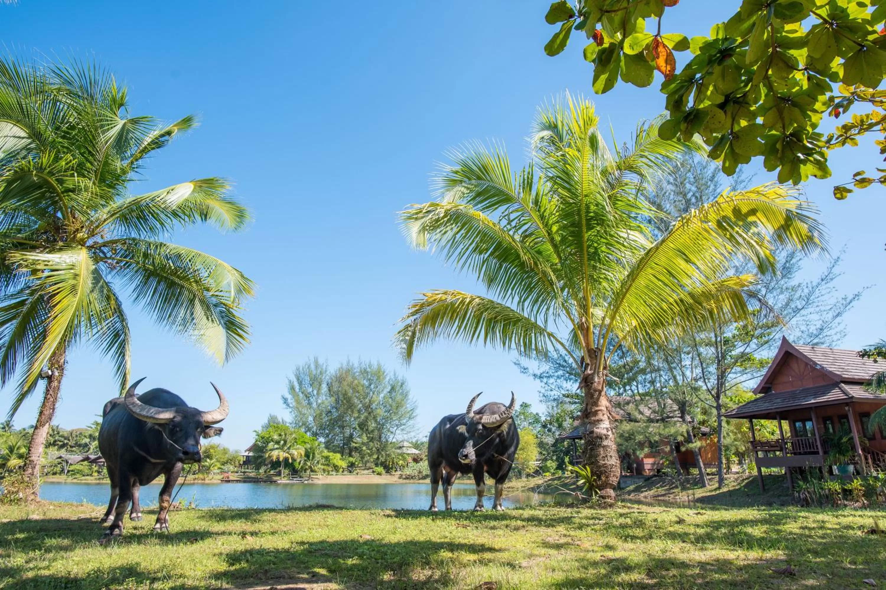 Natural landscape in ThaiLife Wellness & Meditation Resort- SHA Plus