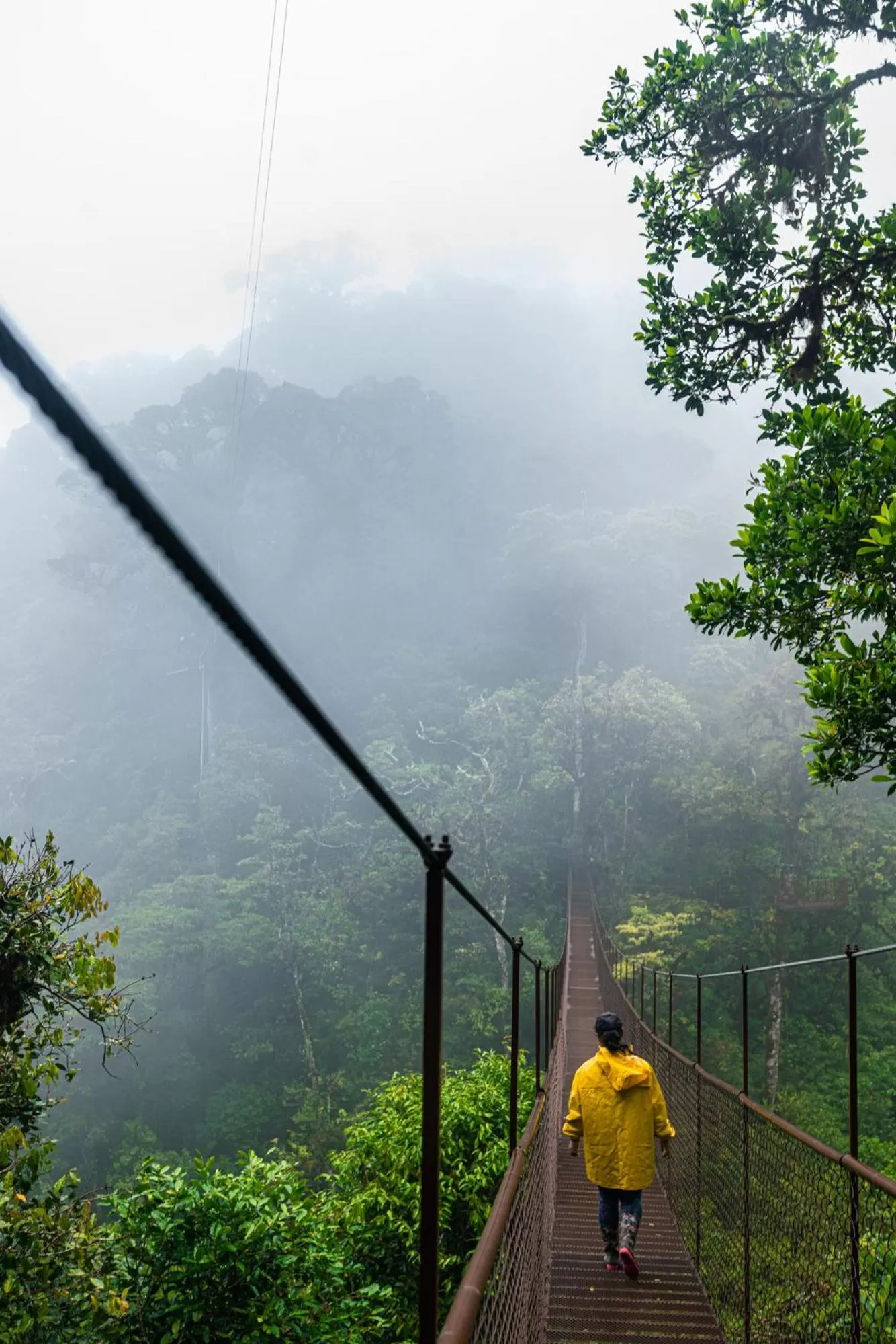 Hiking in TREE TREK BOQUETE Adventure Park