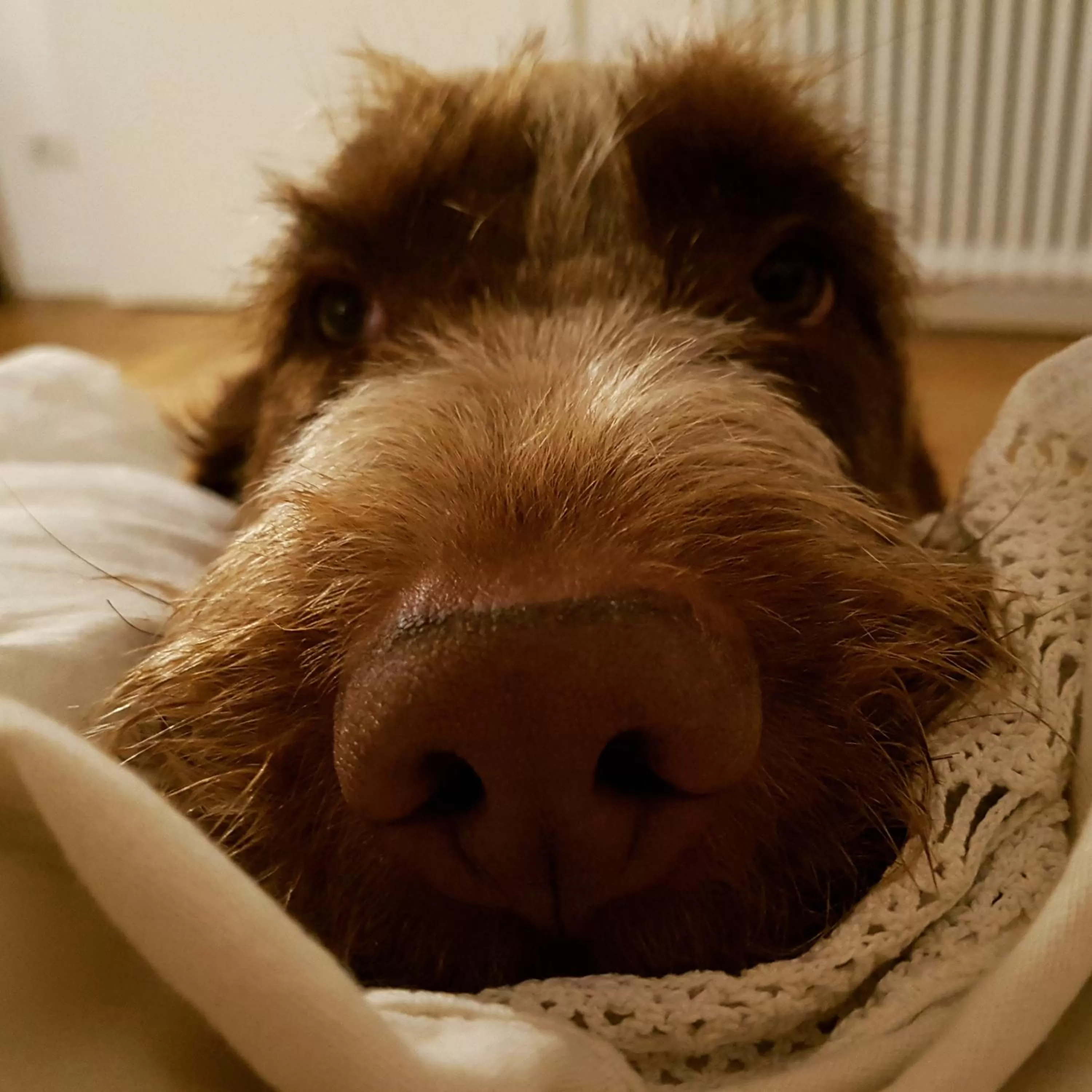 Pets in Ovo - Slow Travel