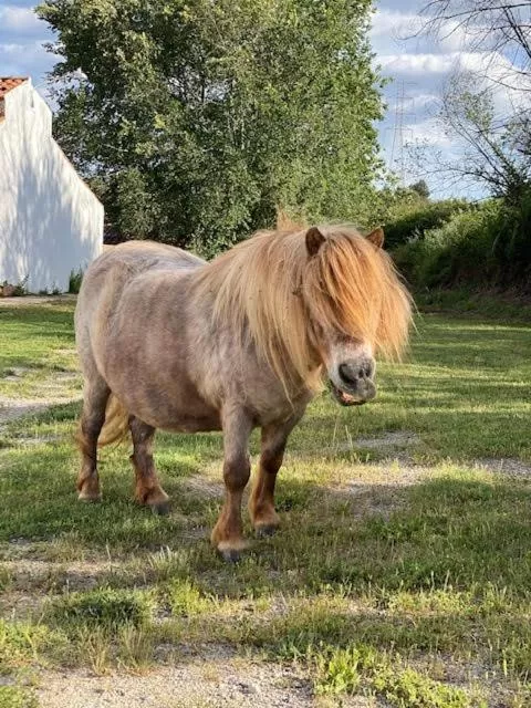 Other Animals in Masia Can Rovira - ESC1852