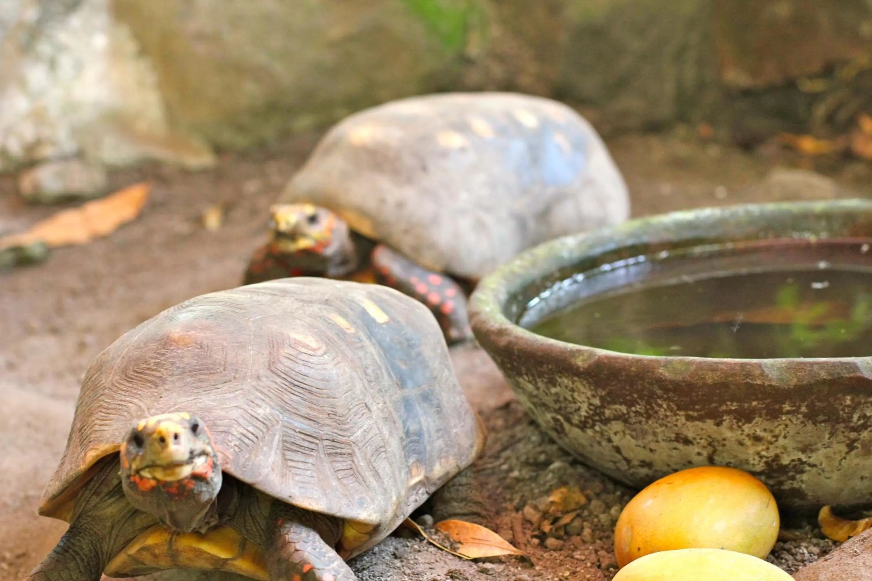 Garden in Stonefield Villa Resort
