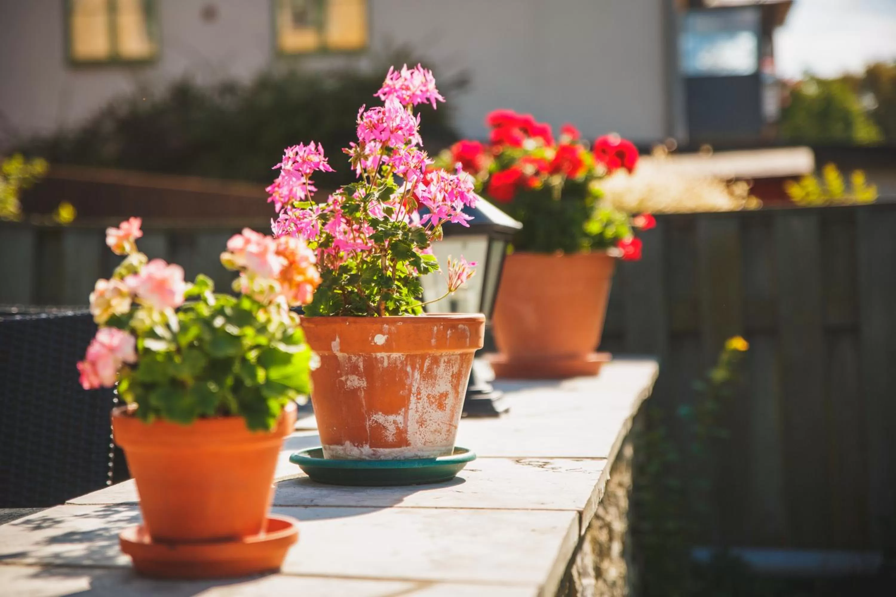 Garden in Hotell Breda Blick