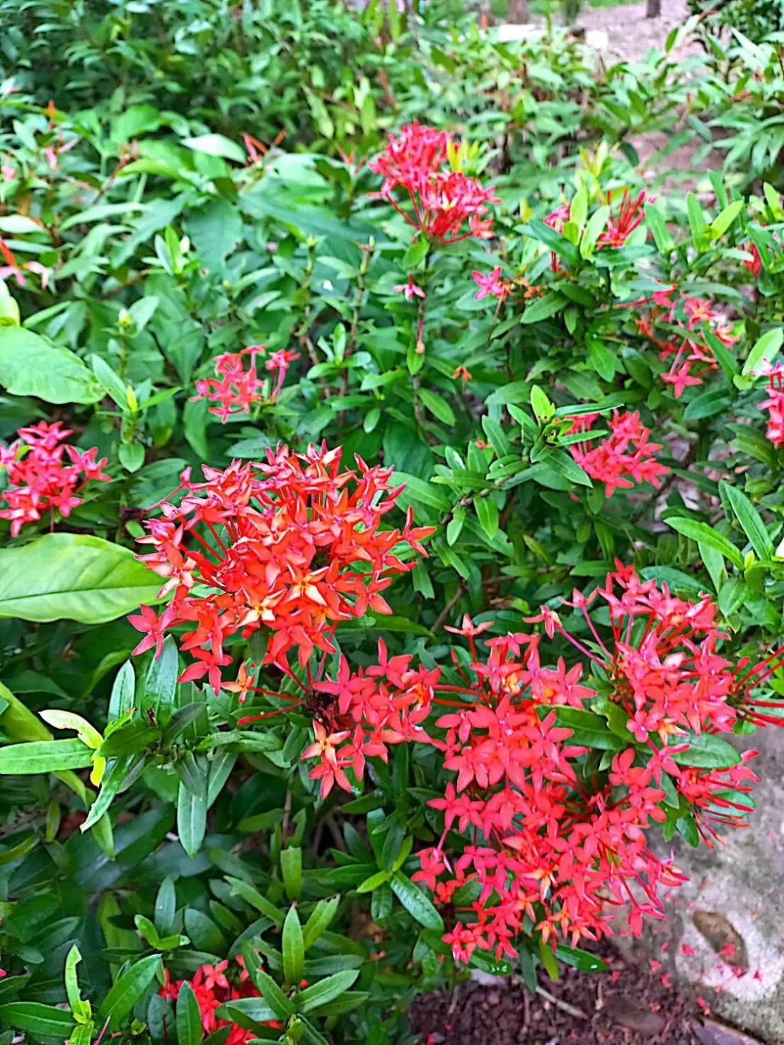 Garden in Lanta Maikeaw Bungalow