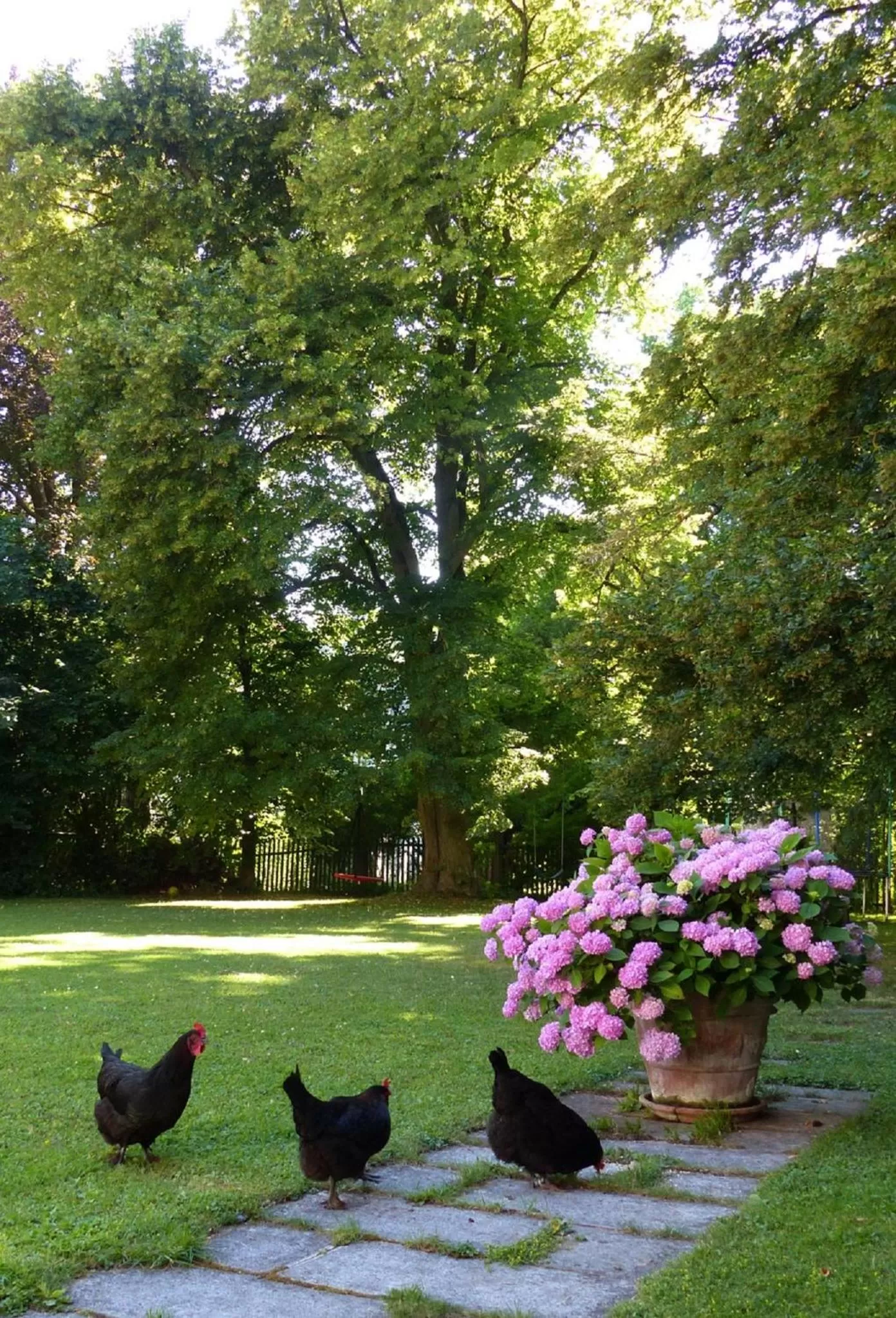 Garden, Other Animals in Bed and Breakfast unter den Linden