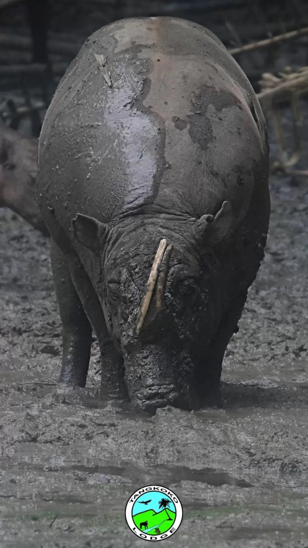 Off site in Tangkoko Lodge