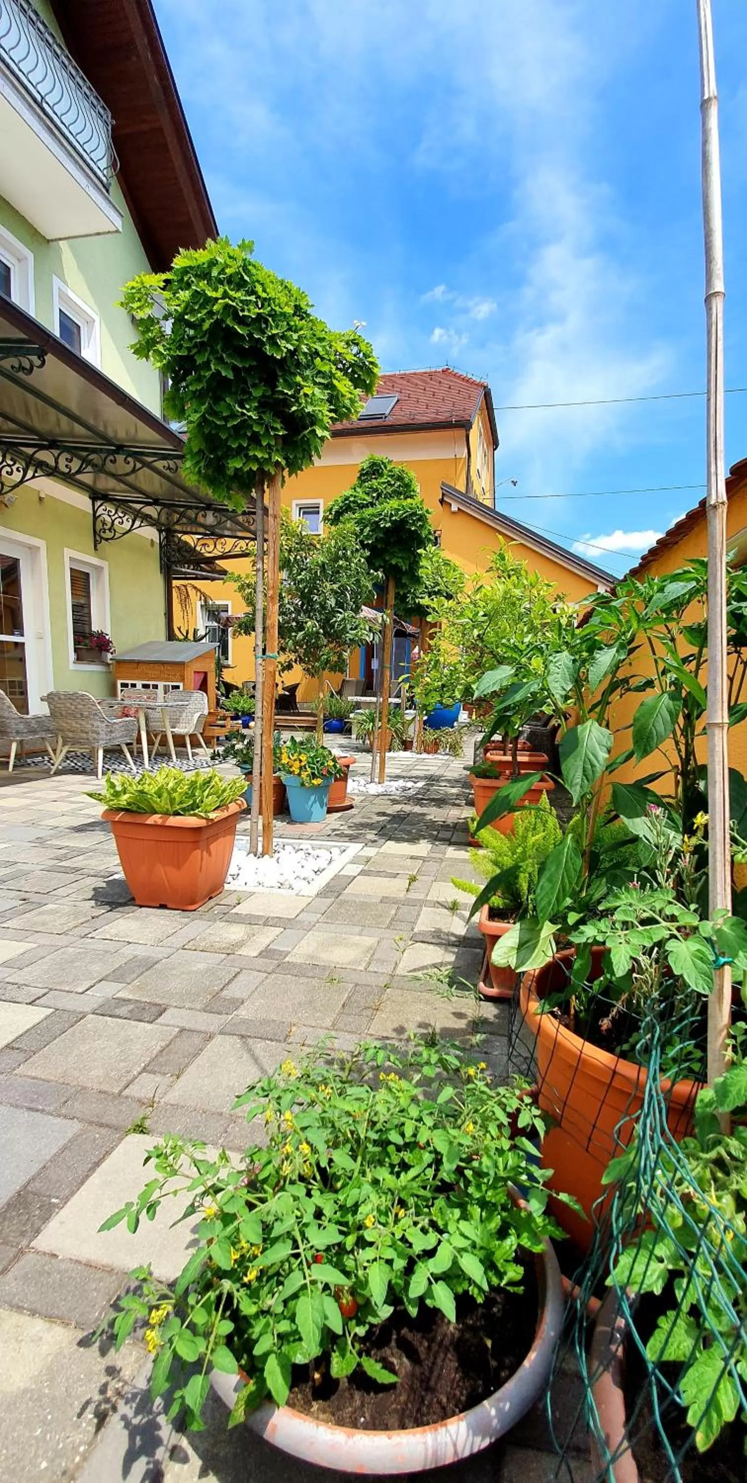 Garden in Hostel Sonce