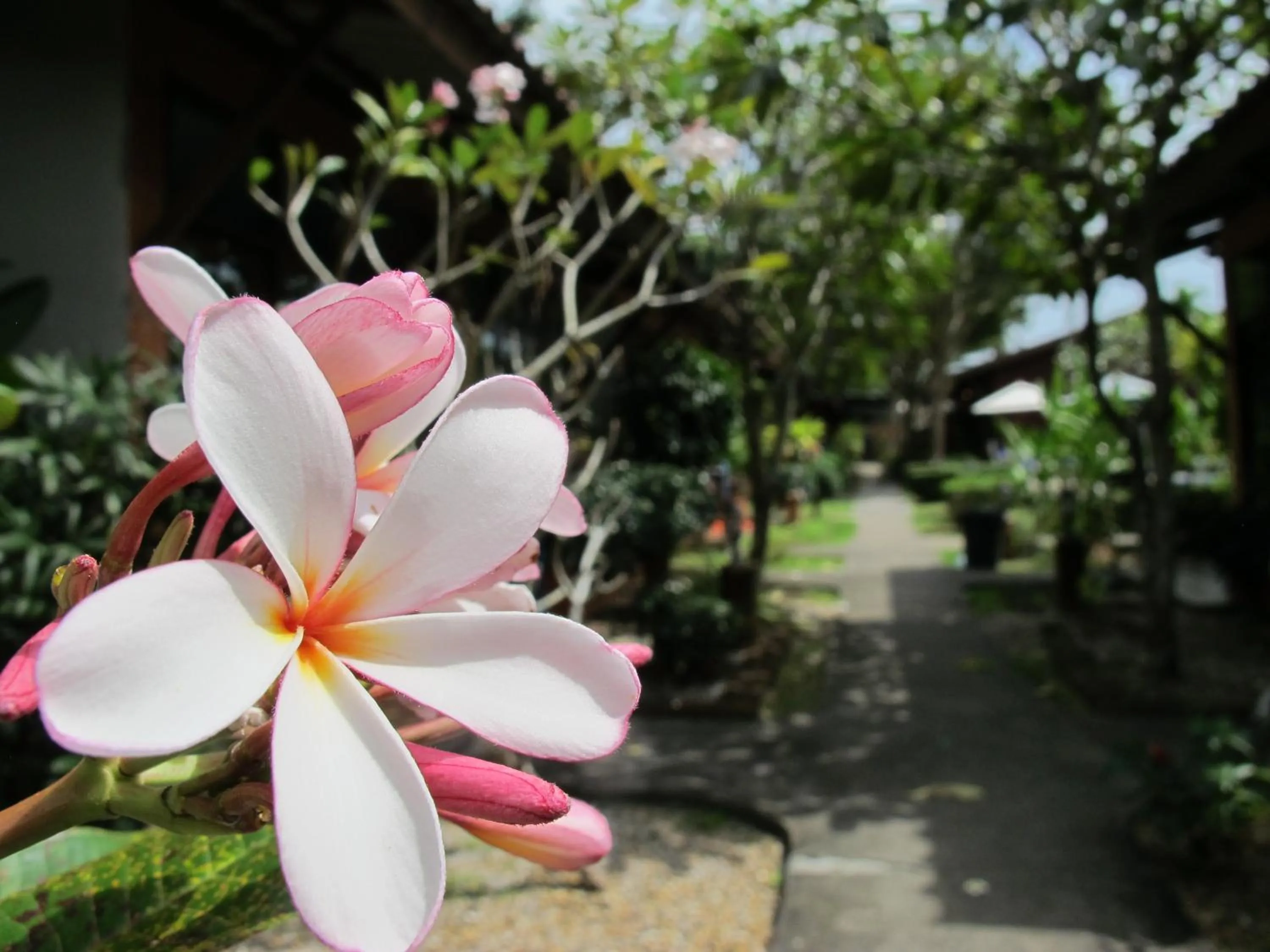 Day in Phuket Siam Villas - SHA PLUS