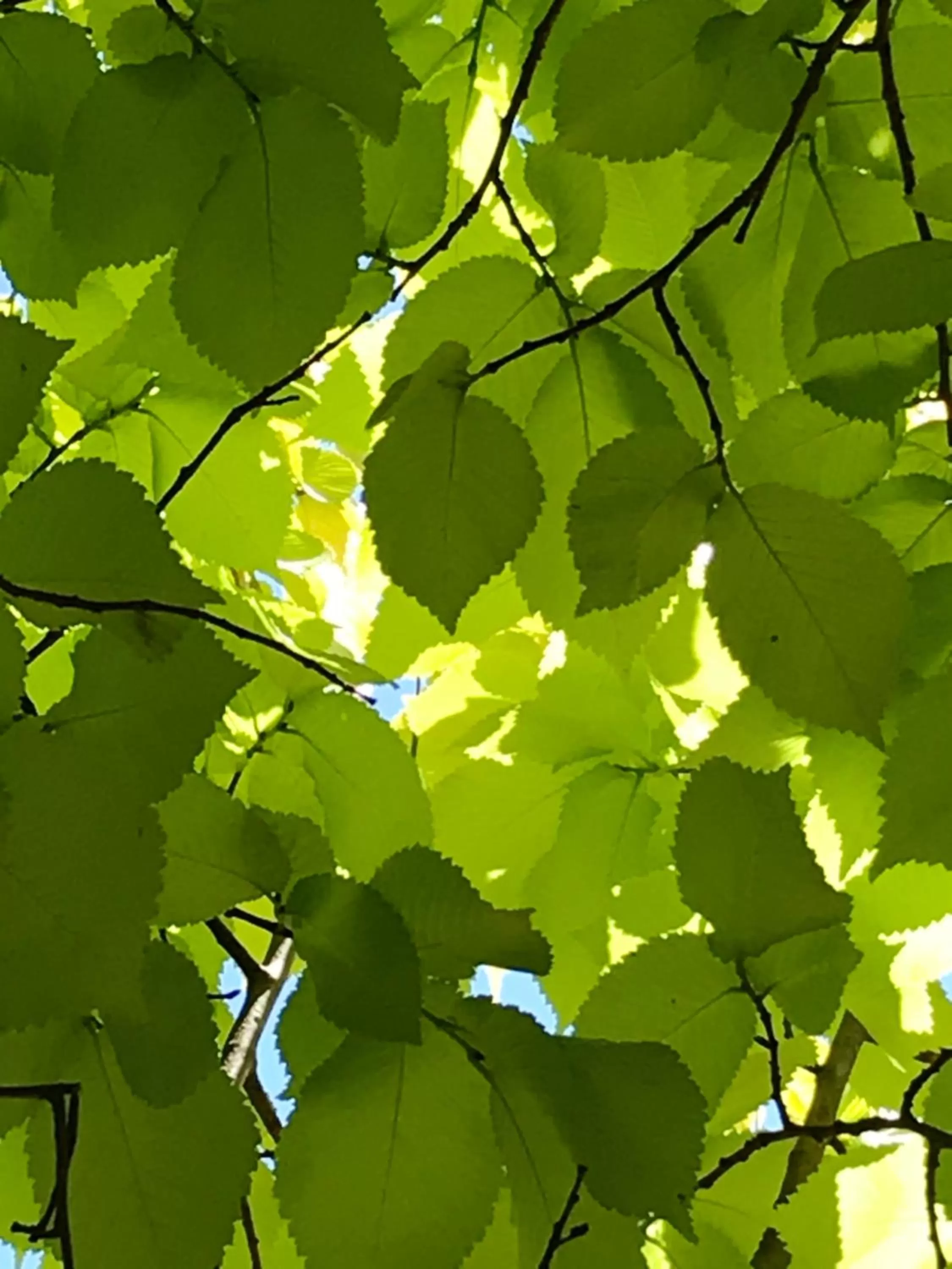 Hillside Bed and Breakfast