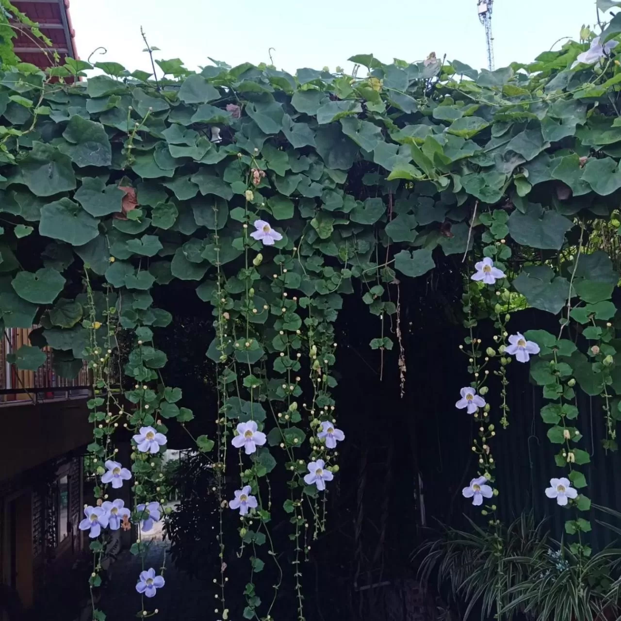 Property building in Green Space Homestay