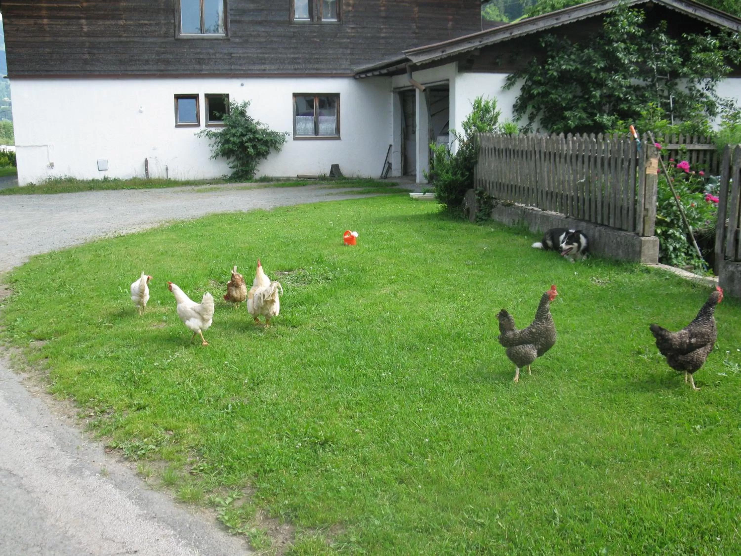 Animals in Malernhof