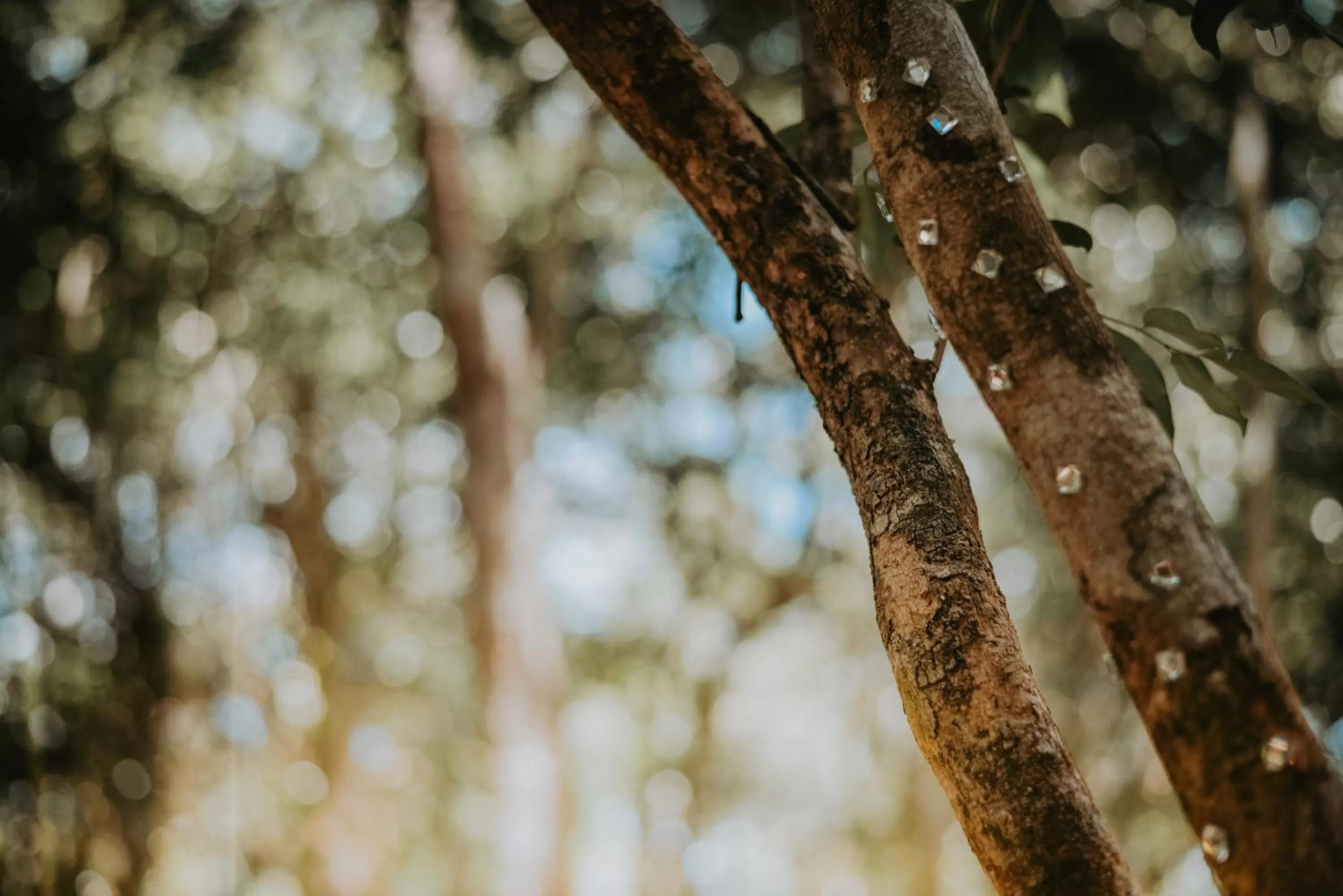 Garden in Lunita Jungle Experience