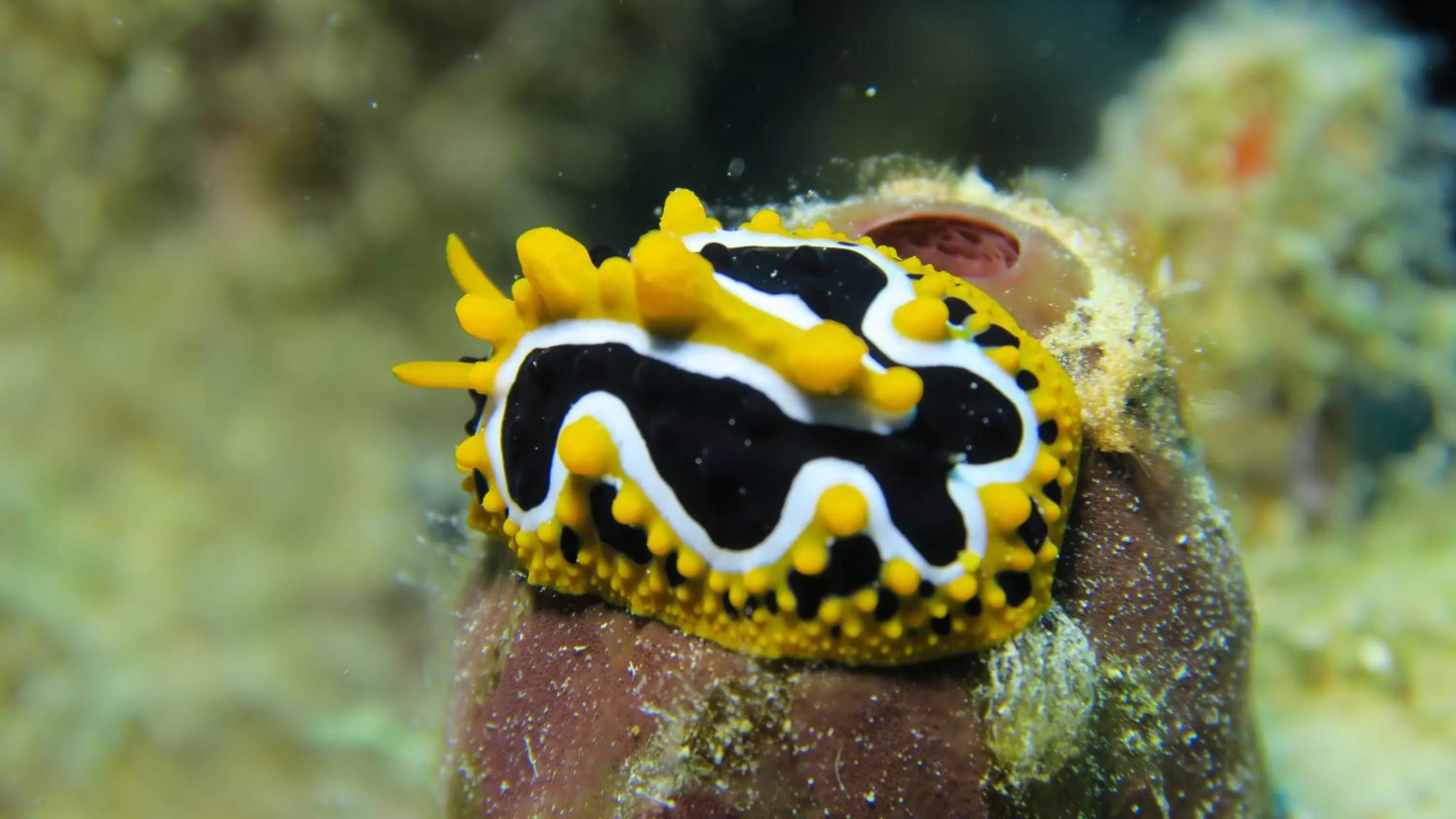 Snorkeling in Coral Sun Beach