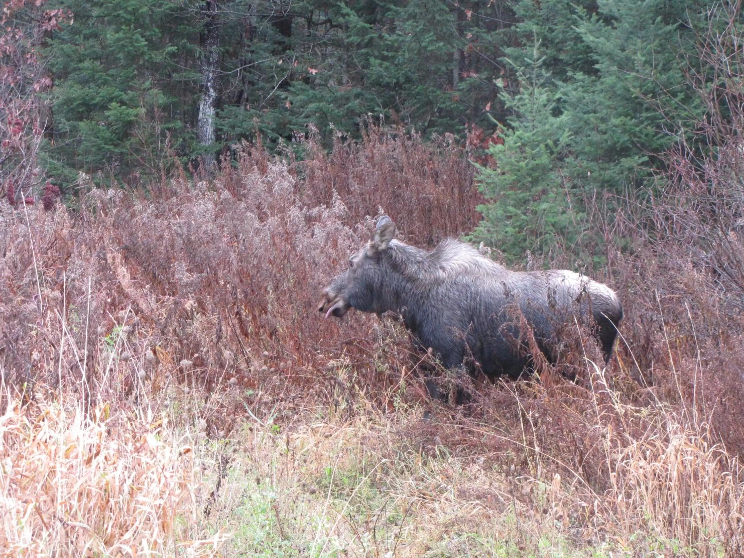 Animals, Other Animals in Shambhala Bed and Breakfast