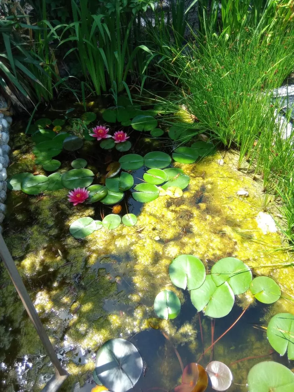 Garden in Villa Fiorita