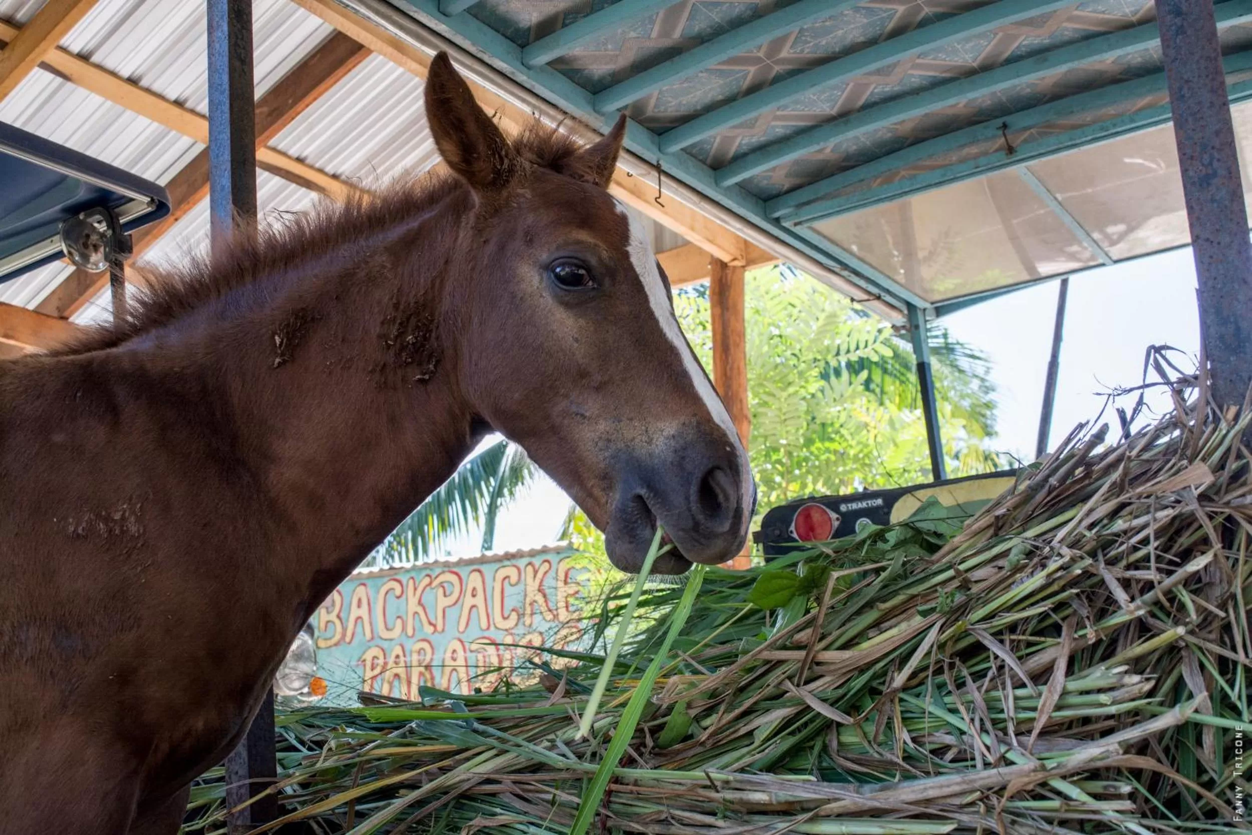 Pets in Horse Cottage