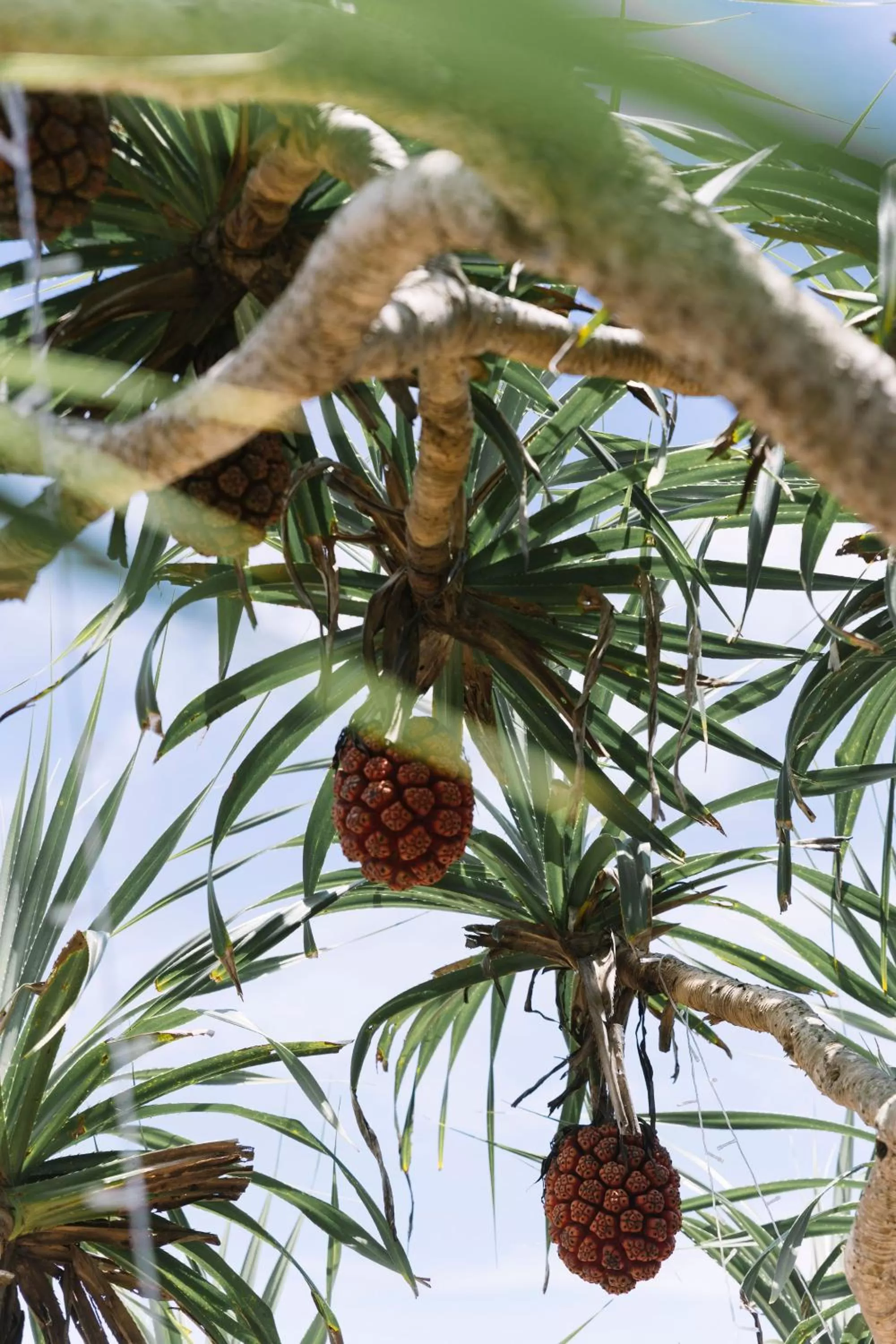 Day in Ban Saithong Beach Resort