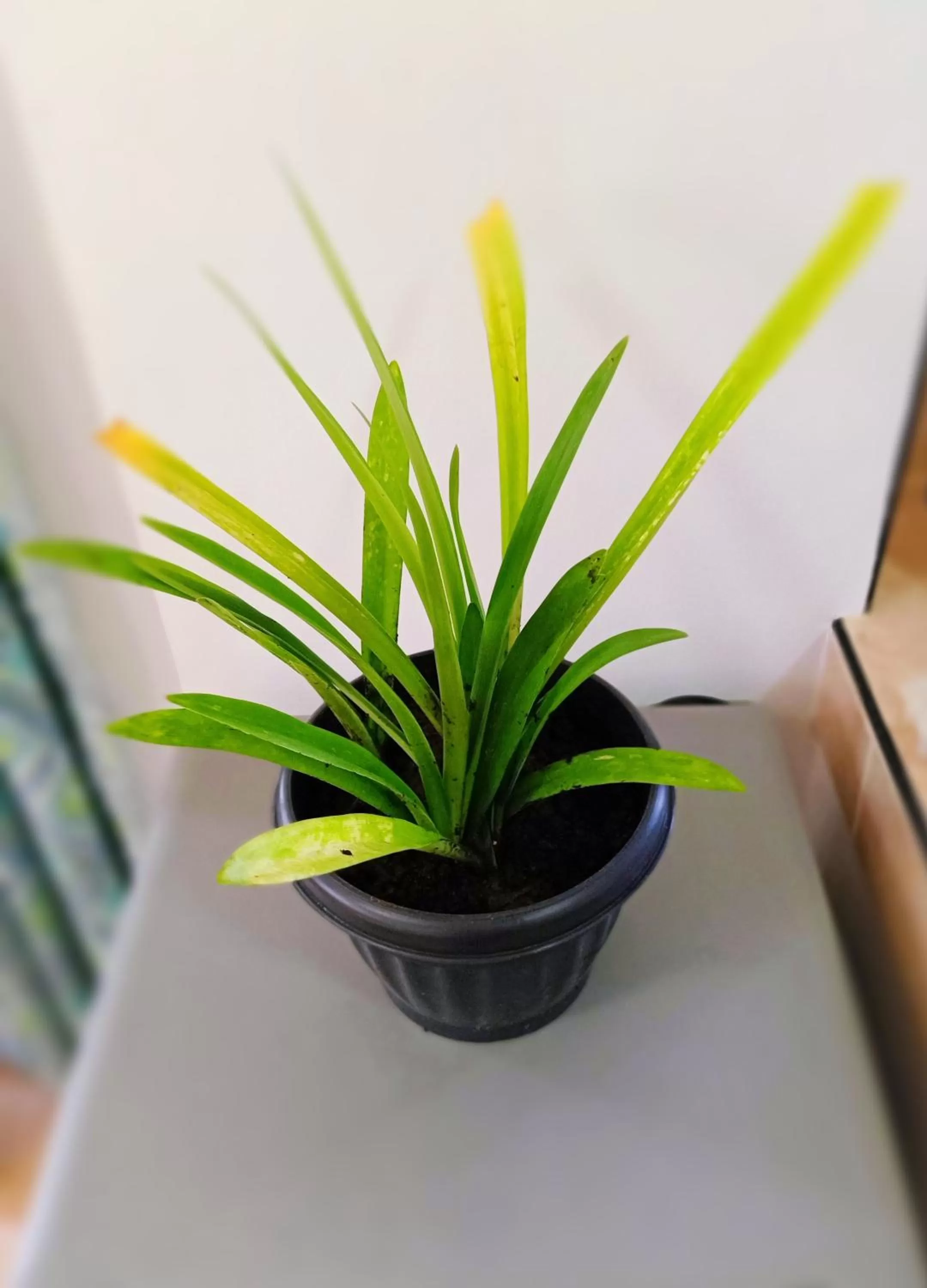 SmallFry's Beach Resort