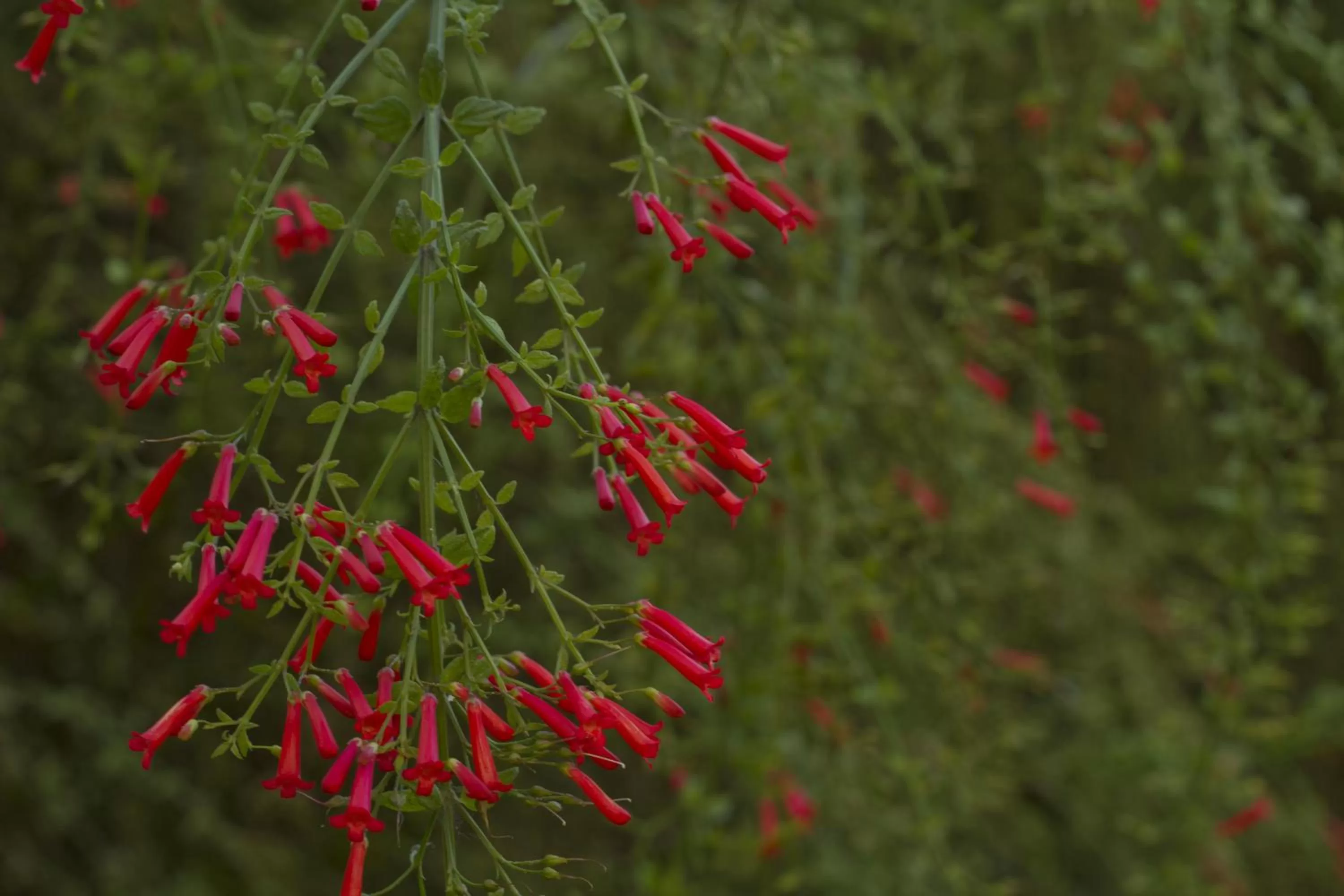 Garden in Hotel Colibri
