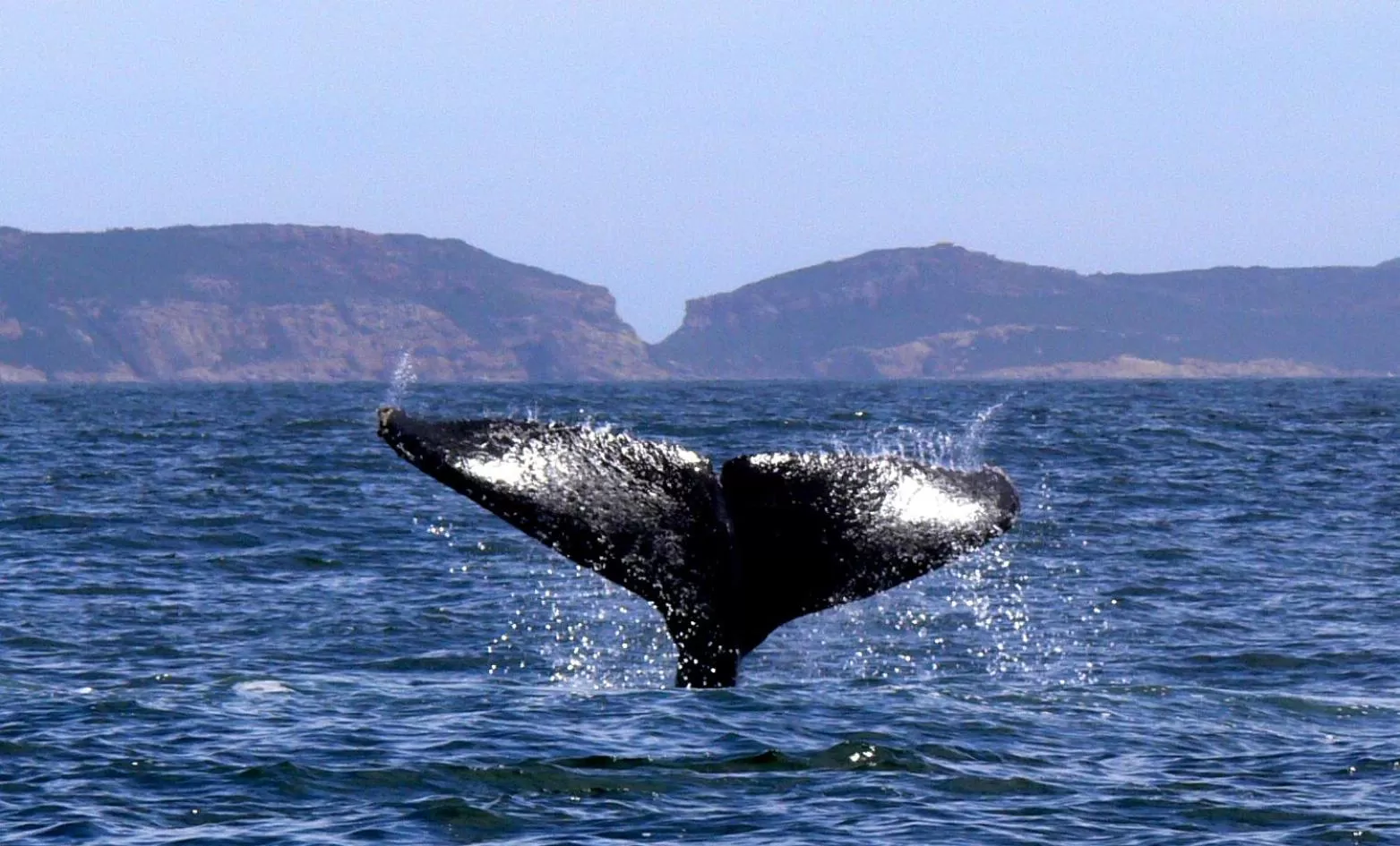 Animals in Panoramic Blue B&B