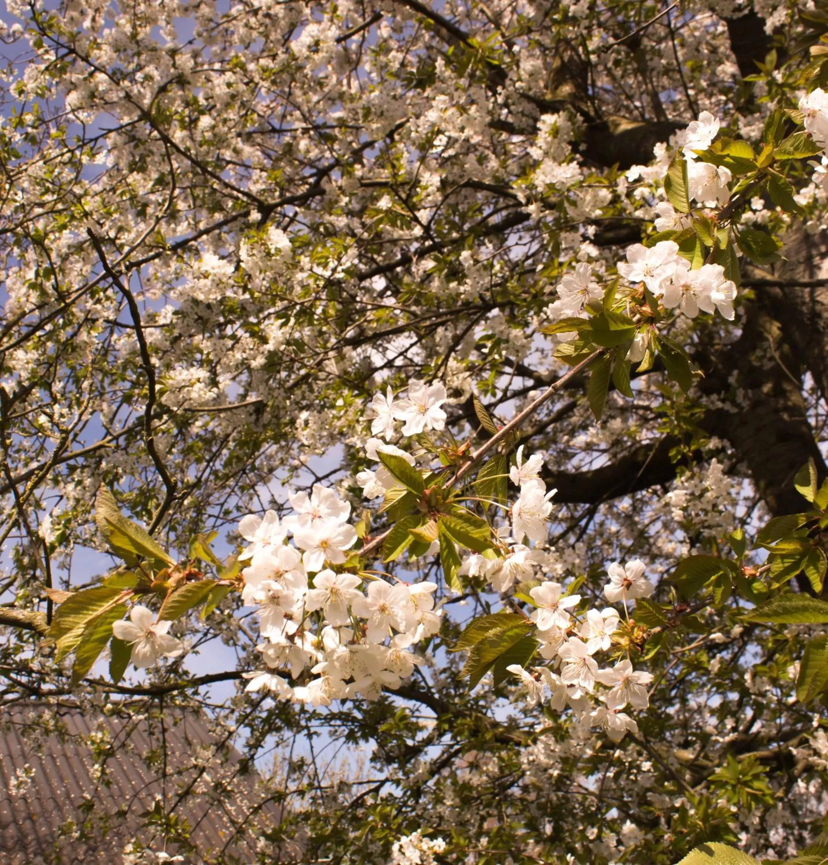 Decorative detail in B&B Den Boomgaard Moorsel