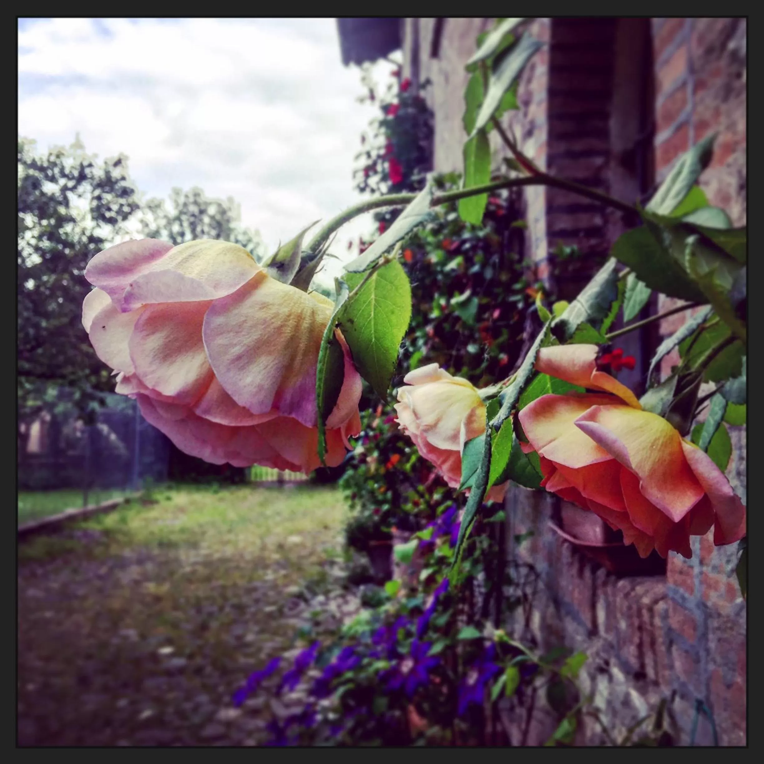 Garden in Le dimore de Il borgo del balsamico