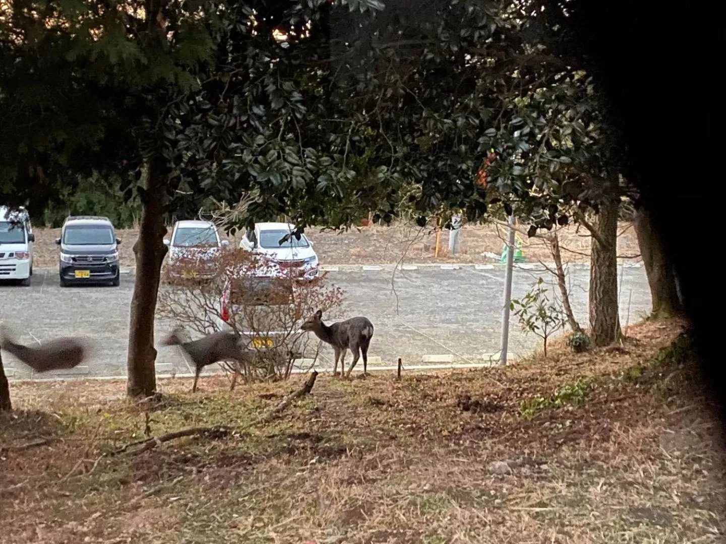 Other Animals in Hoshi no Sato