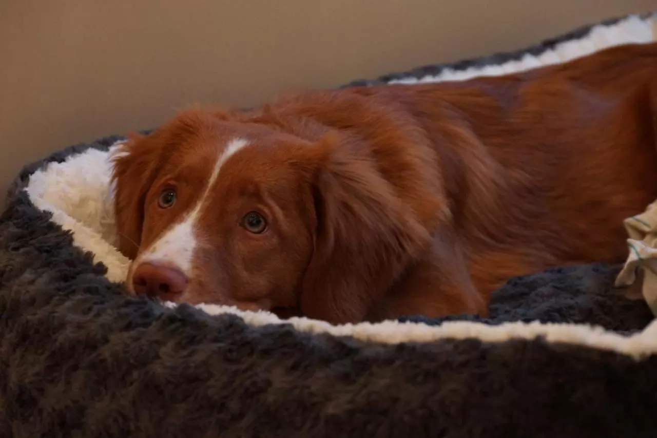 Pets in Hotel Postbauer-Heng