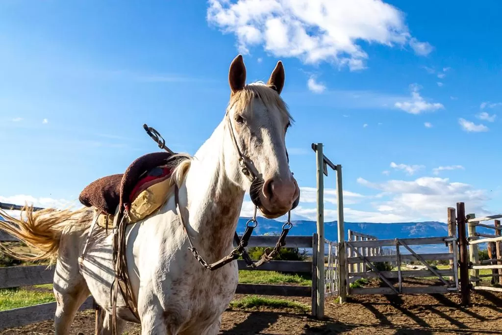Horseback Riding in Hostería El Galpón Del Glaciar