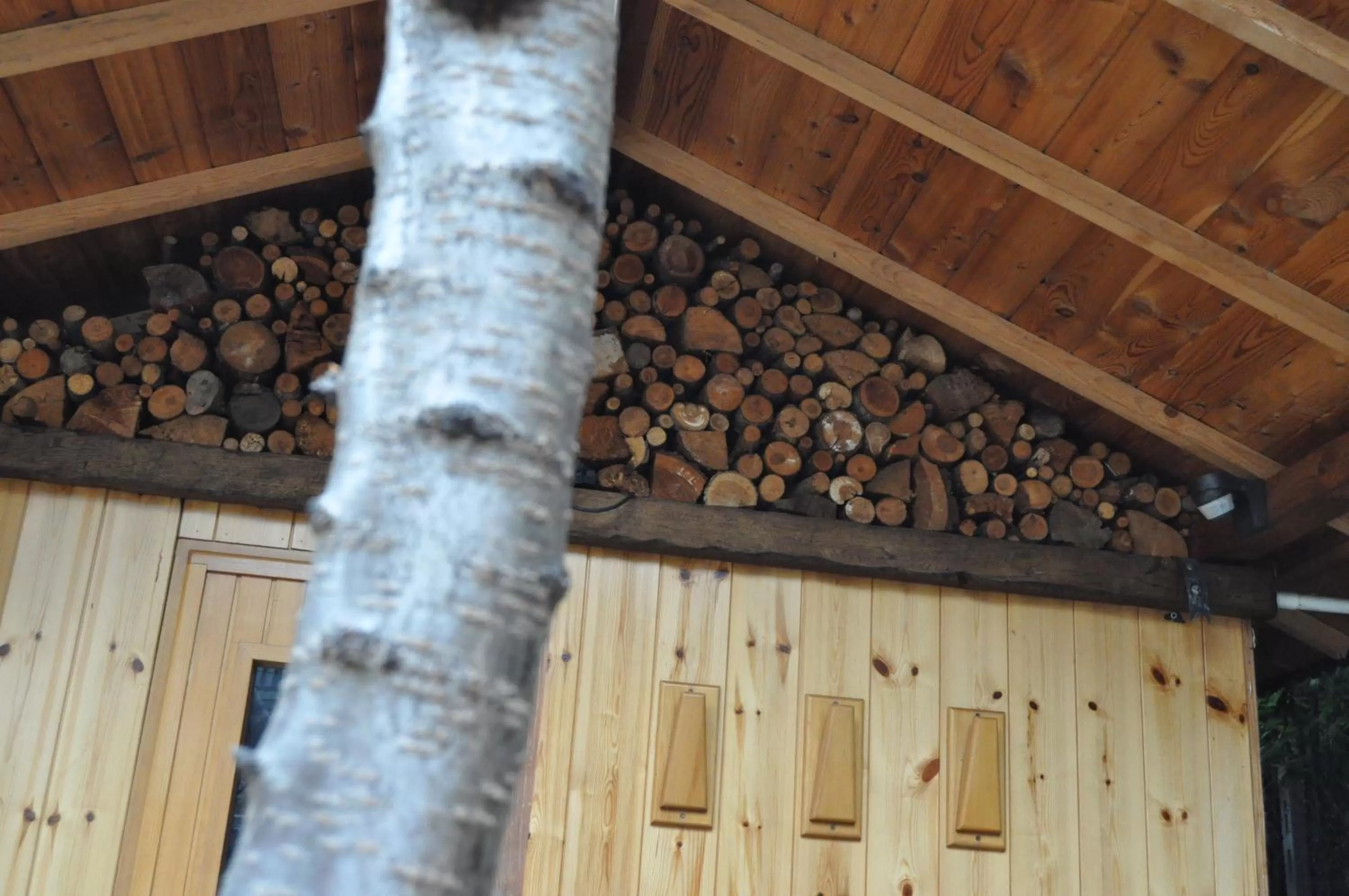 Garden in Hotel Elena