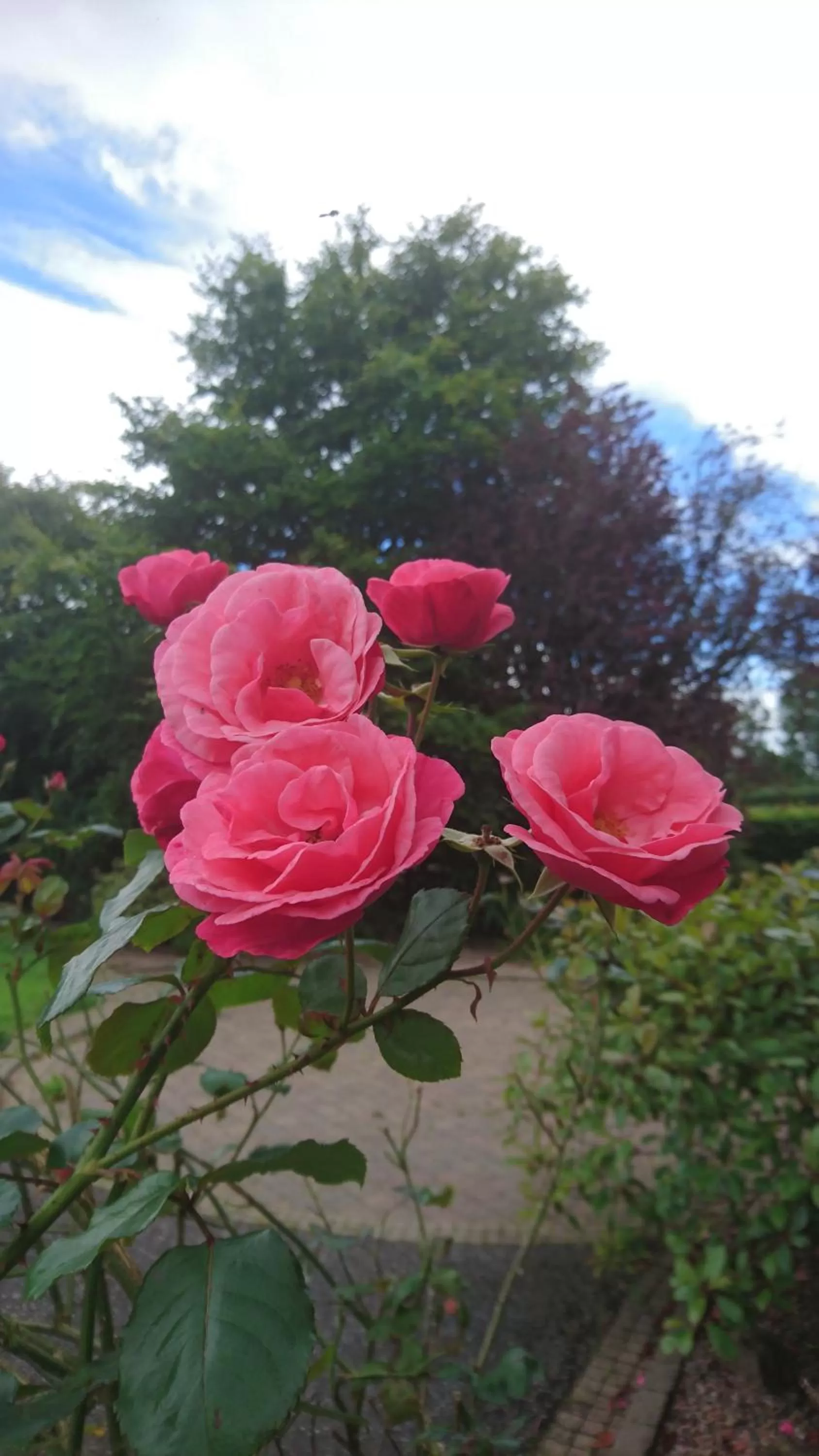Garden in Rossclare Lodge