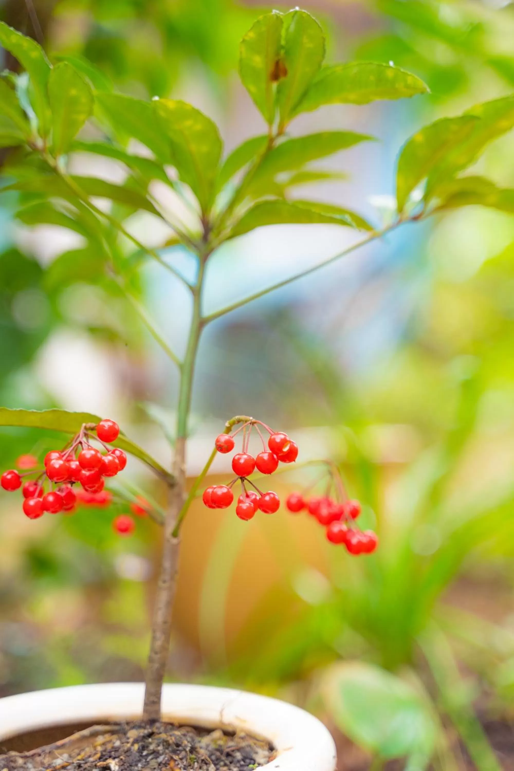 Garden in The Lake House Dalat