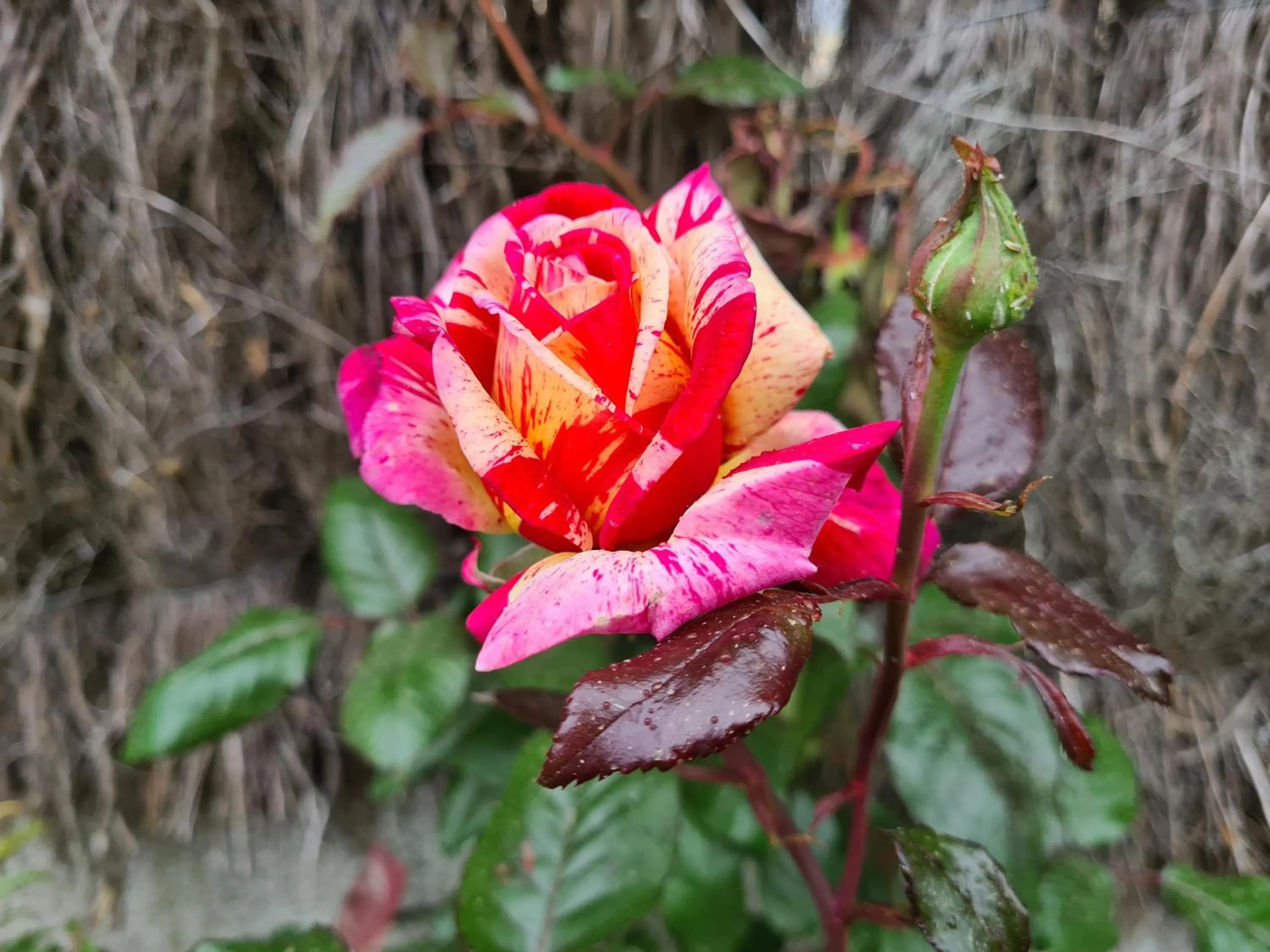 Garden in initial by balladins Bordeaux / Eysines