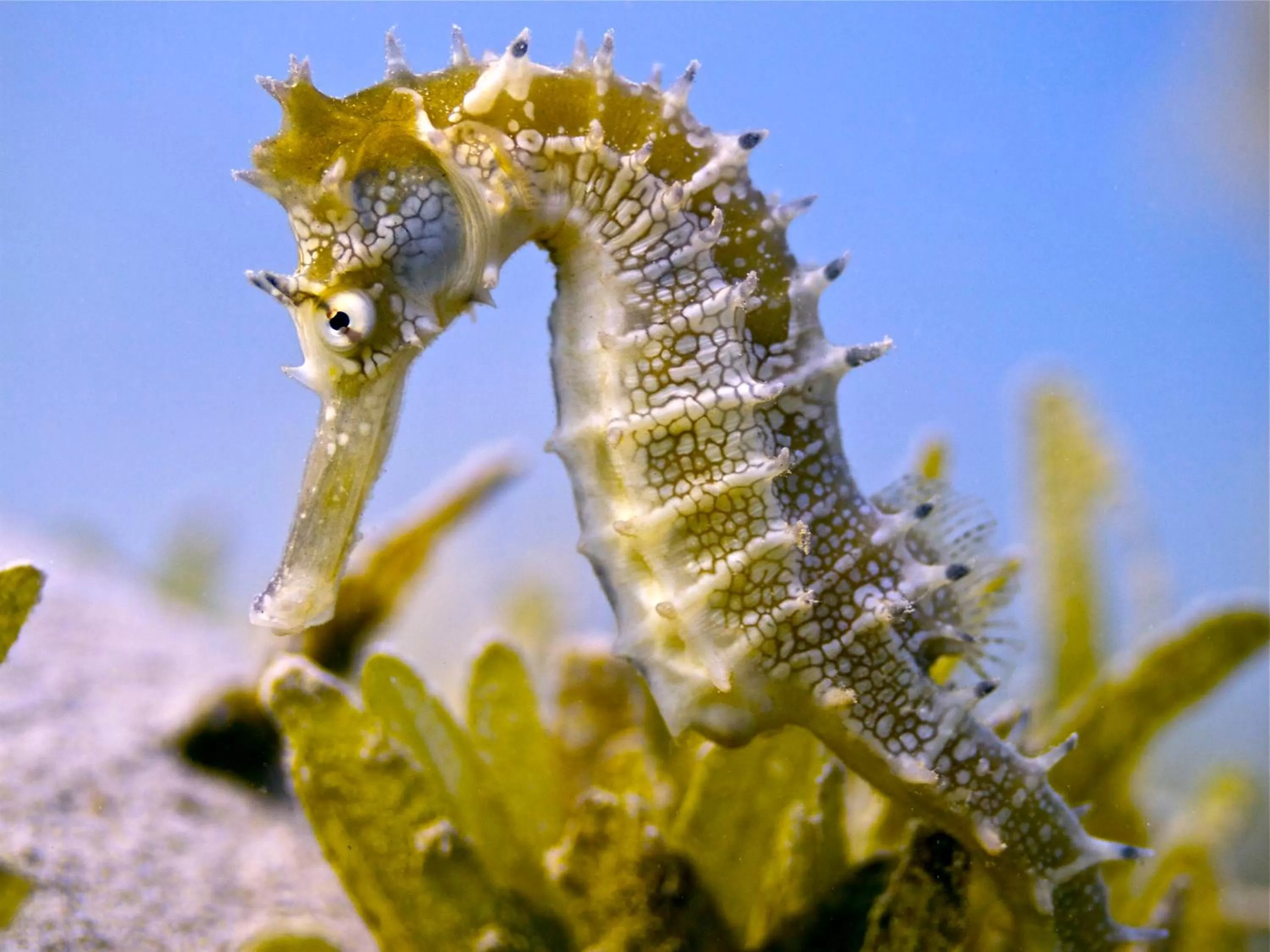 Animals in Amarina Abu Soma Resort & Aquapark