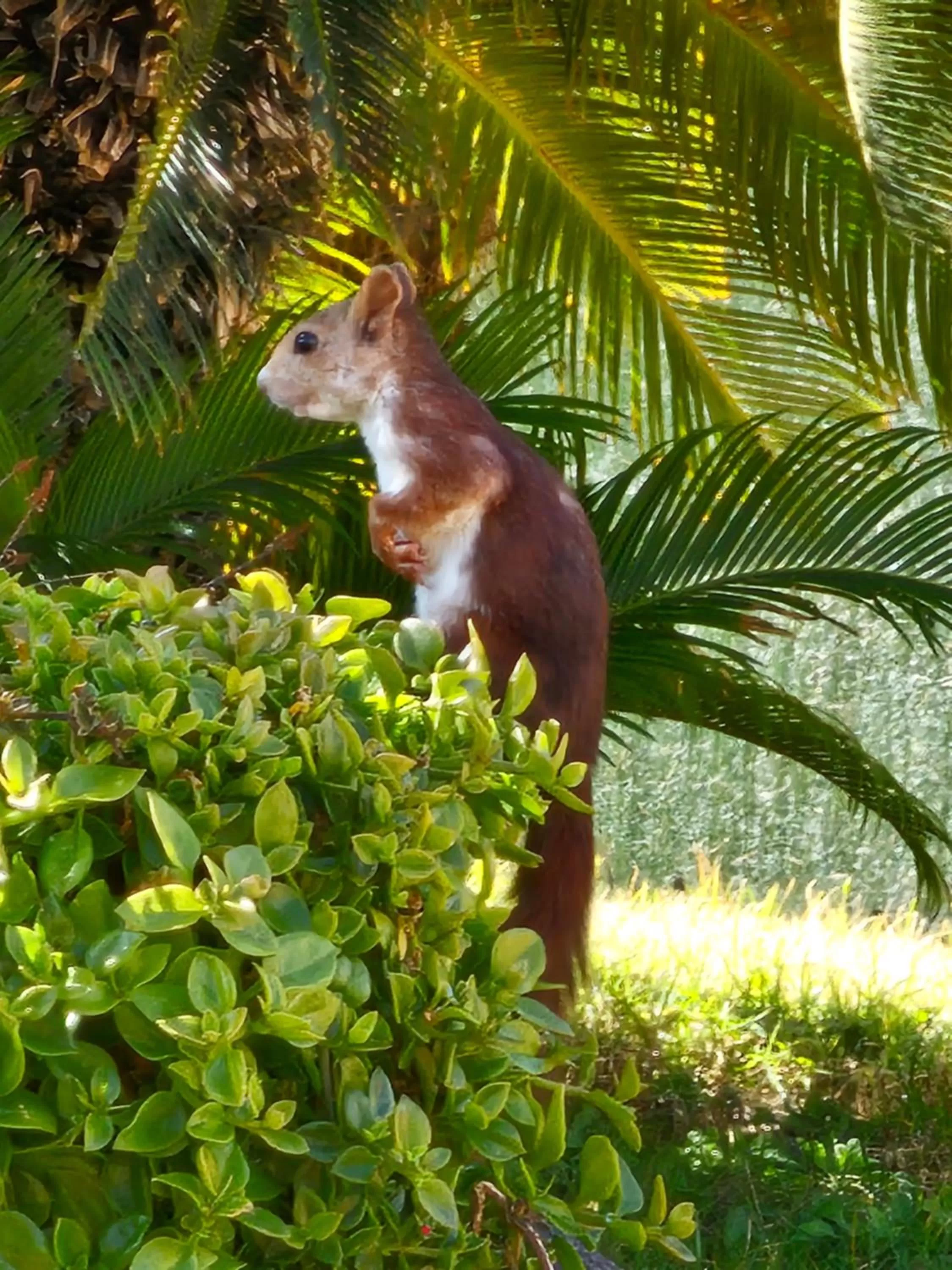 Spring, Other Animals in Finca la Yuca