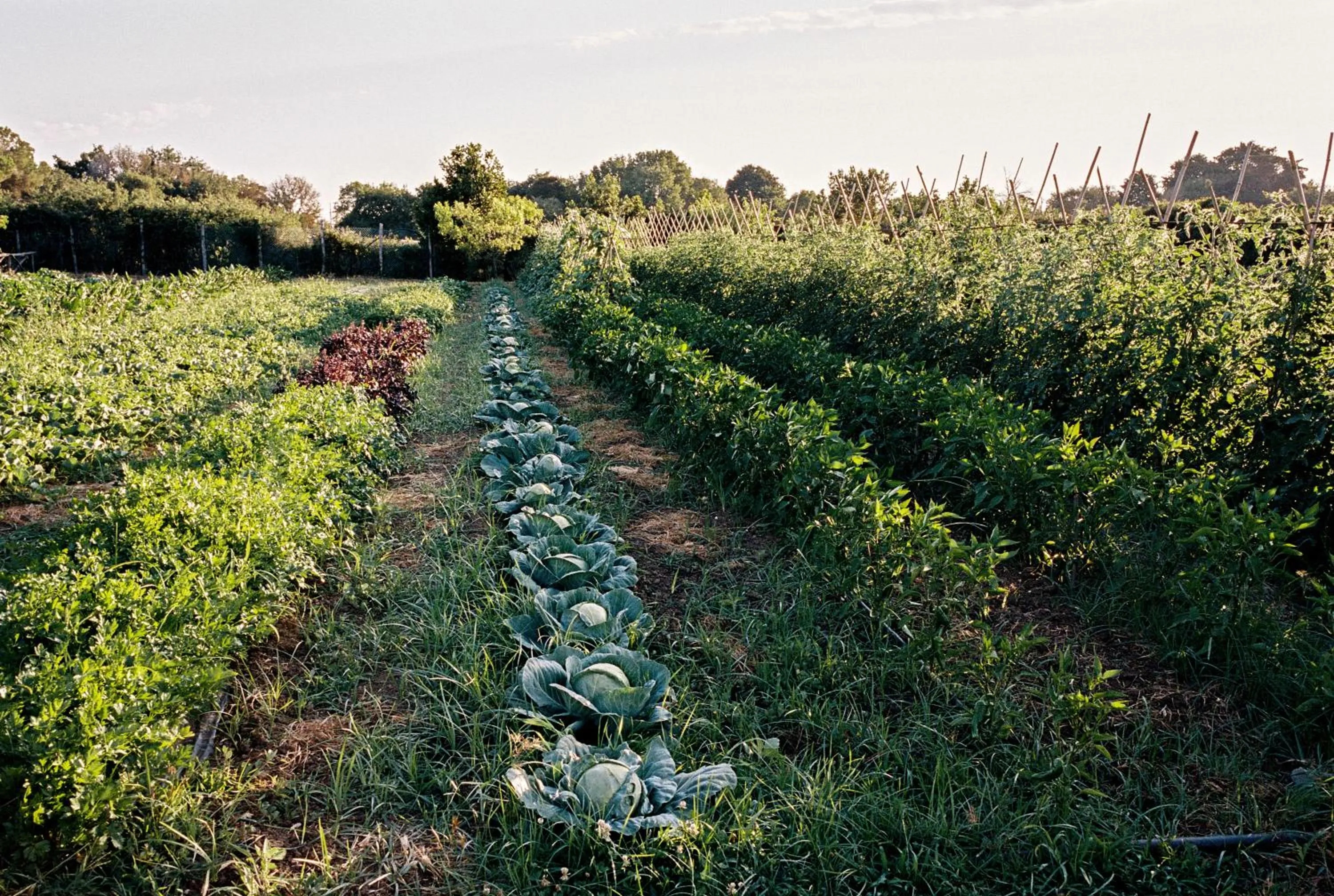 Garden in La Posta Vecchia Hotel